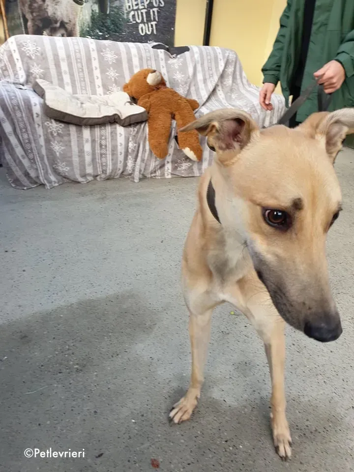 bawnie adozione levrieri greyhound 2