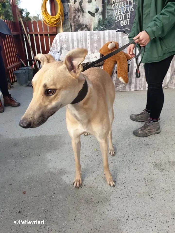 bawnie adozione levrieri greyhound 3