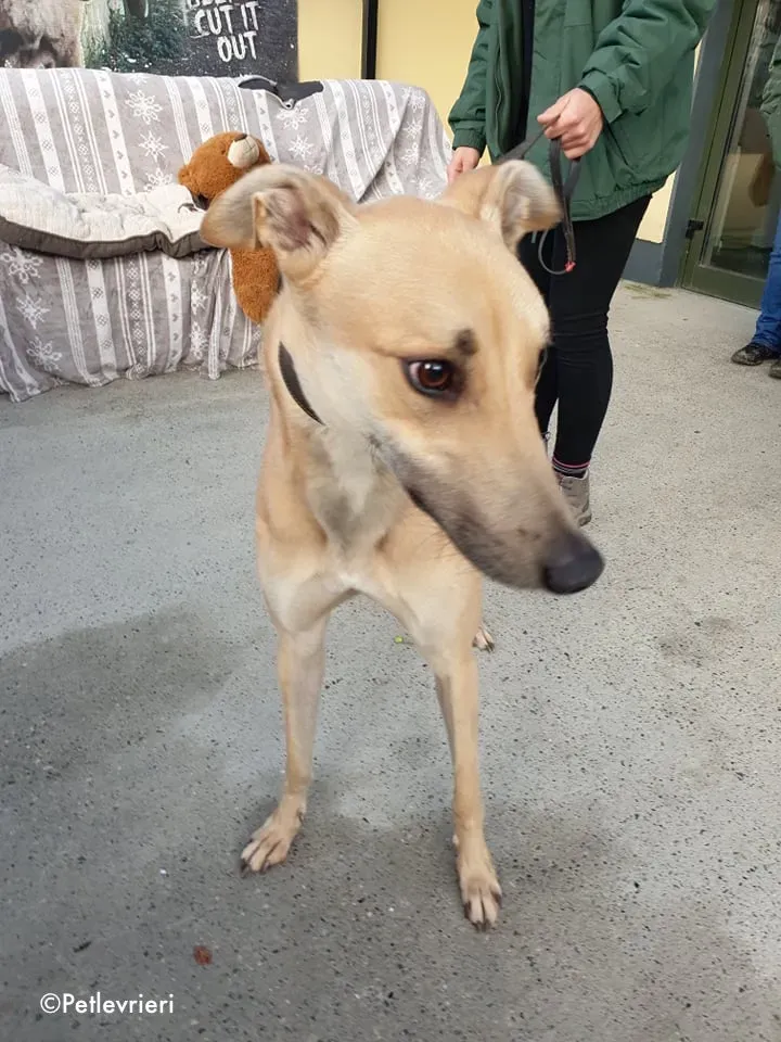 bawnie adozione levrieri greyhound 4