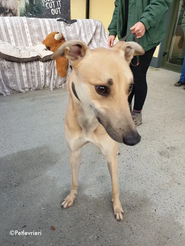 bawnie adozione levrieri greyhound 5