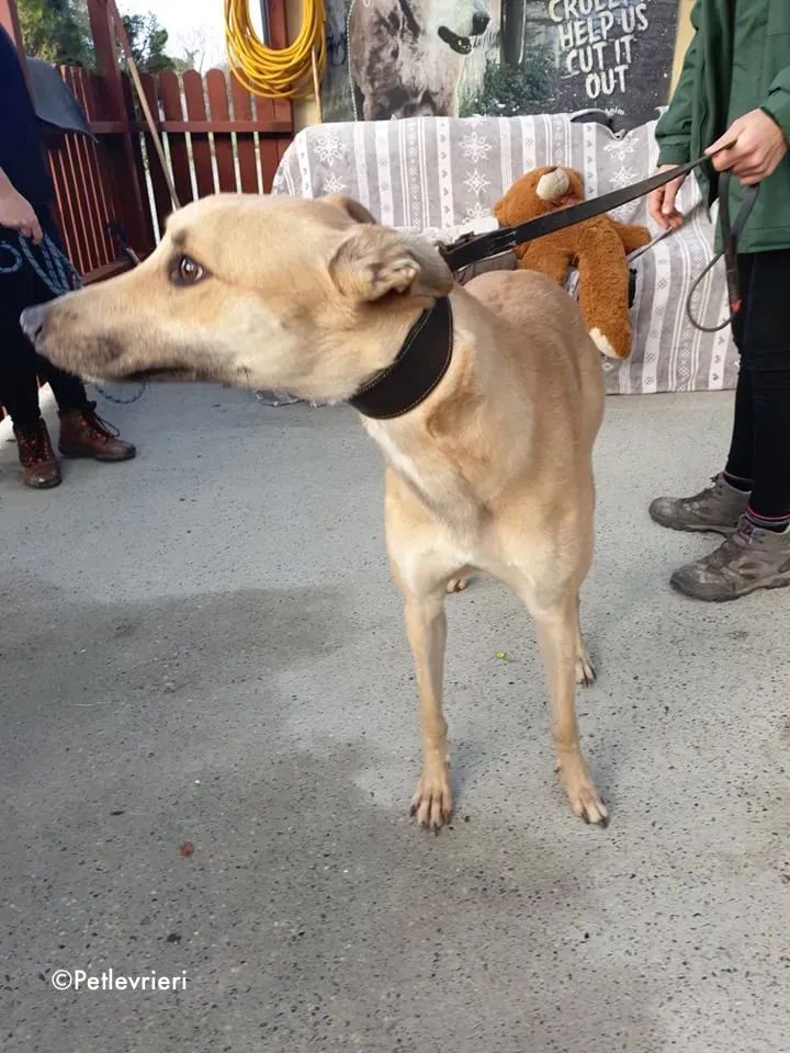 bawnie adozione levrieri greyhound 6