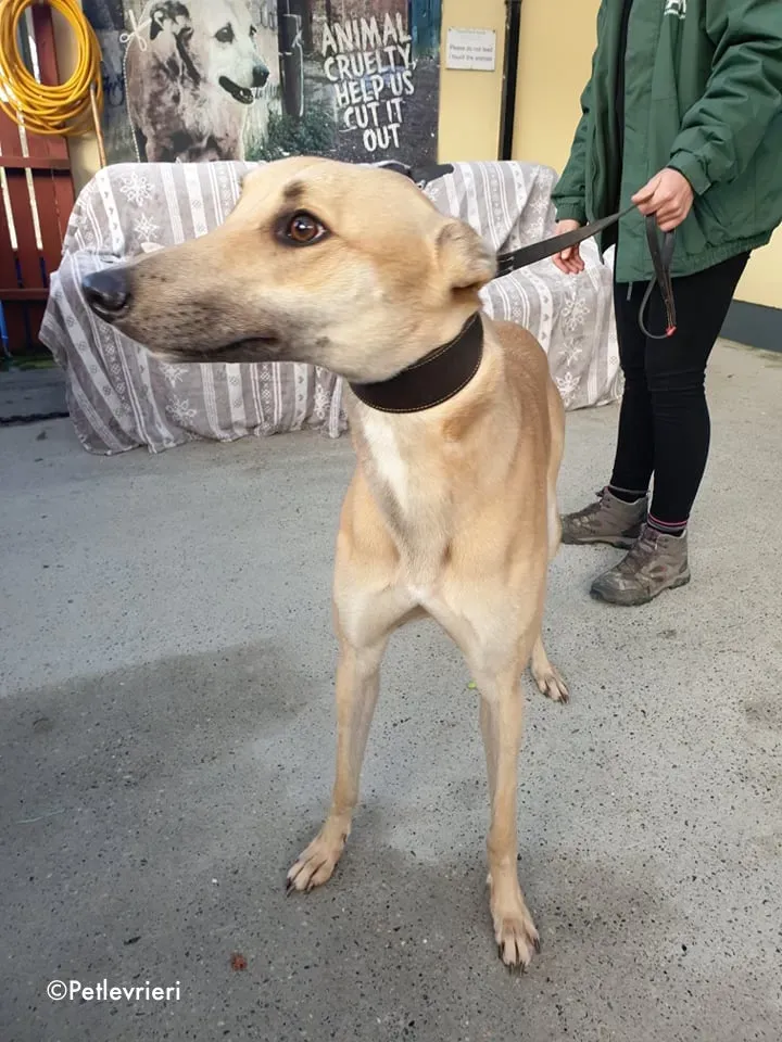 bawnie adozione levrieri greyhound 7