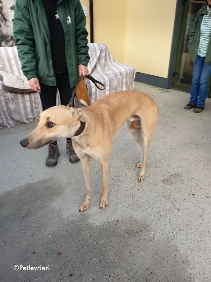 bawnie adozione levrieri greyhound 8