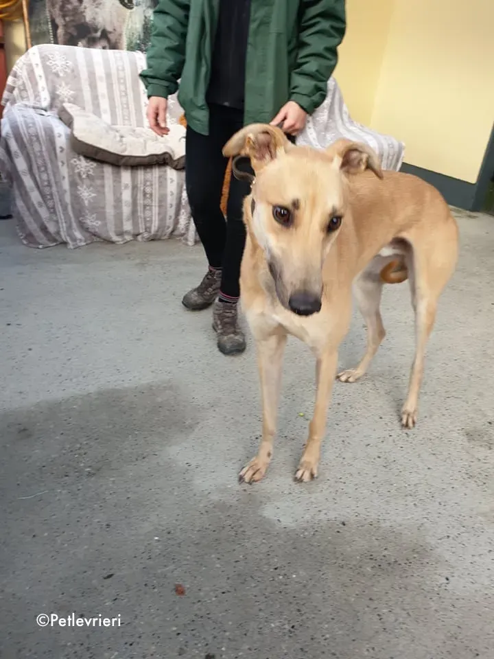 bawnie adozione levrieri greyhound 9