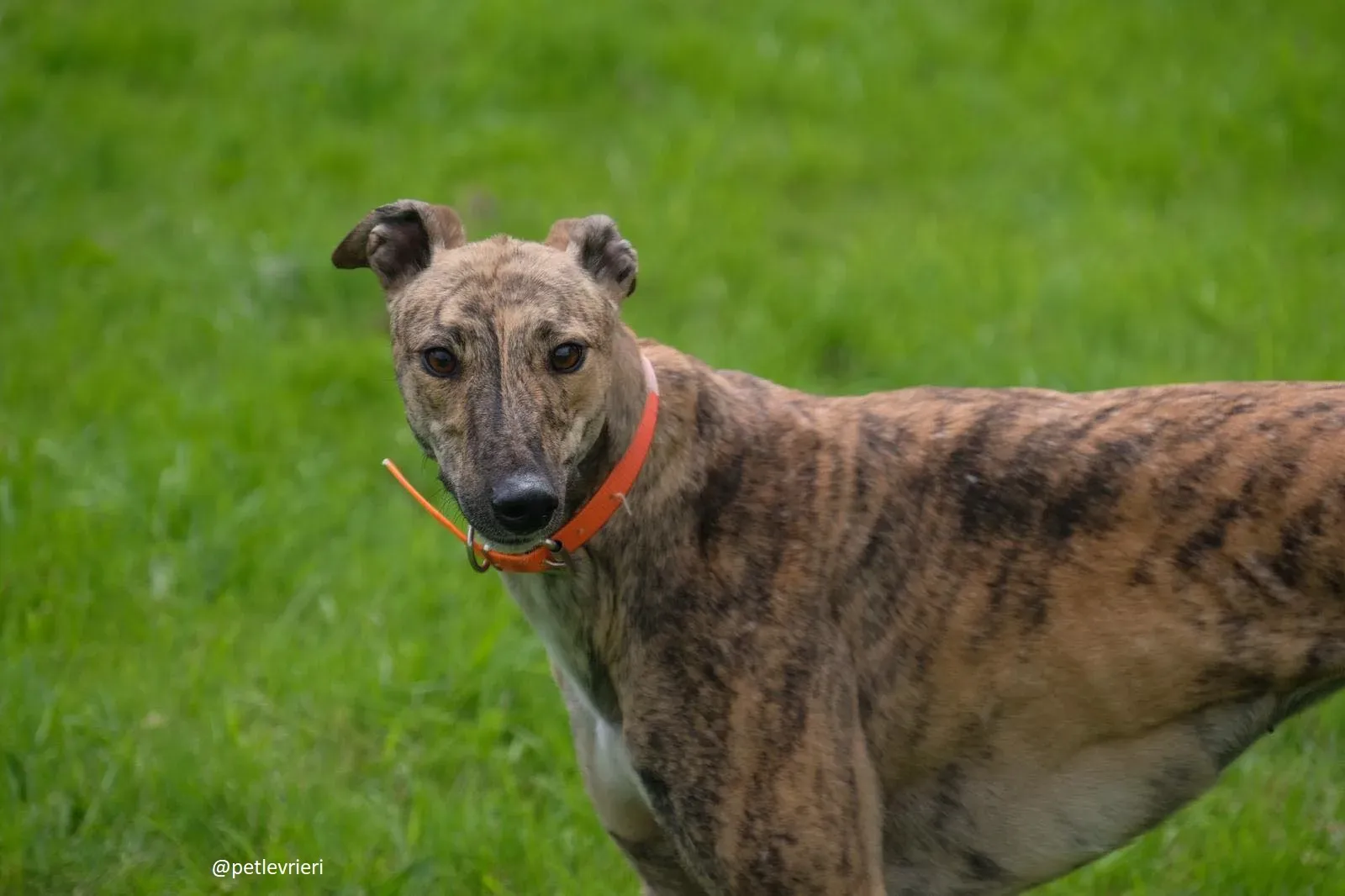 bay adozione greyhound 1