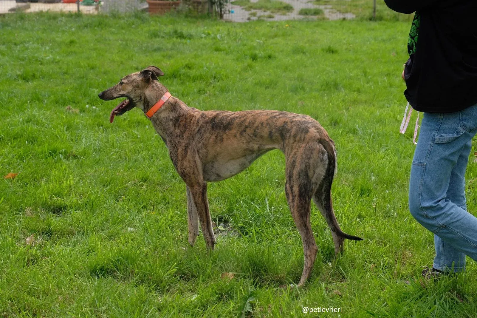 bay adozione greyhound 2