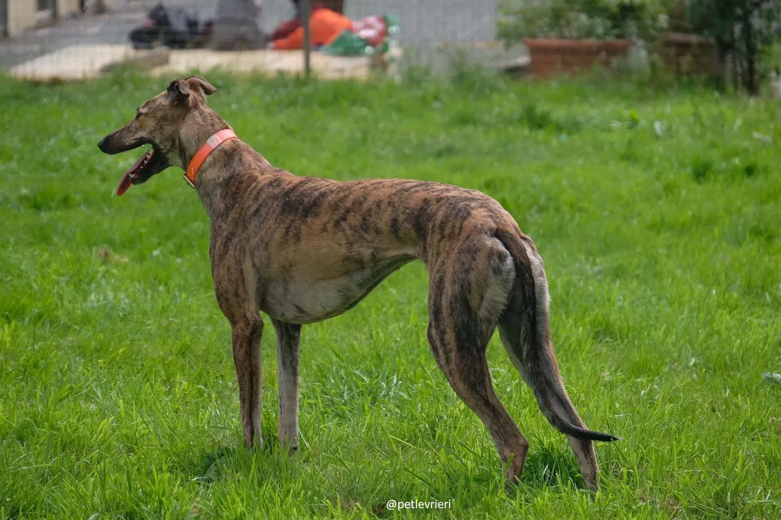 bay adozione greyhound 3