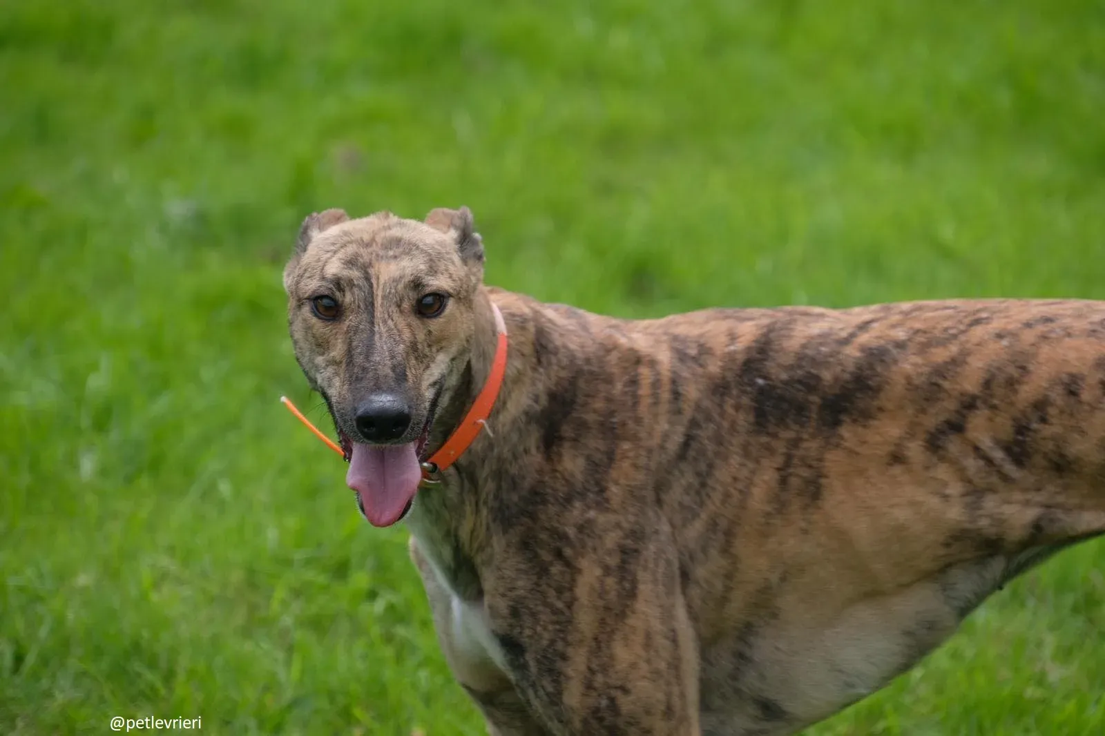 bay adozione greyhound