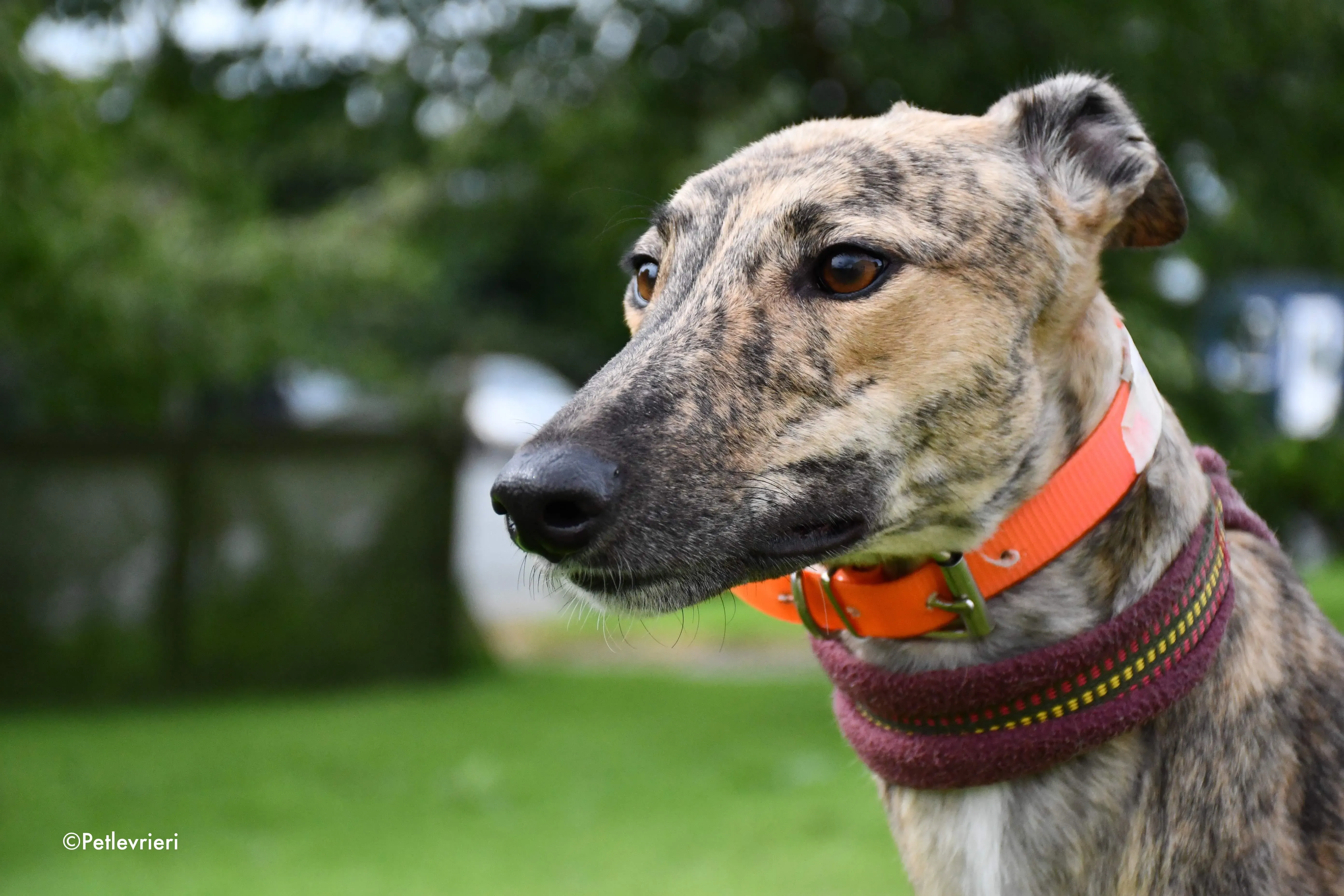 bay adozione levrieri greyhound 1