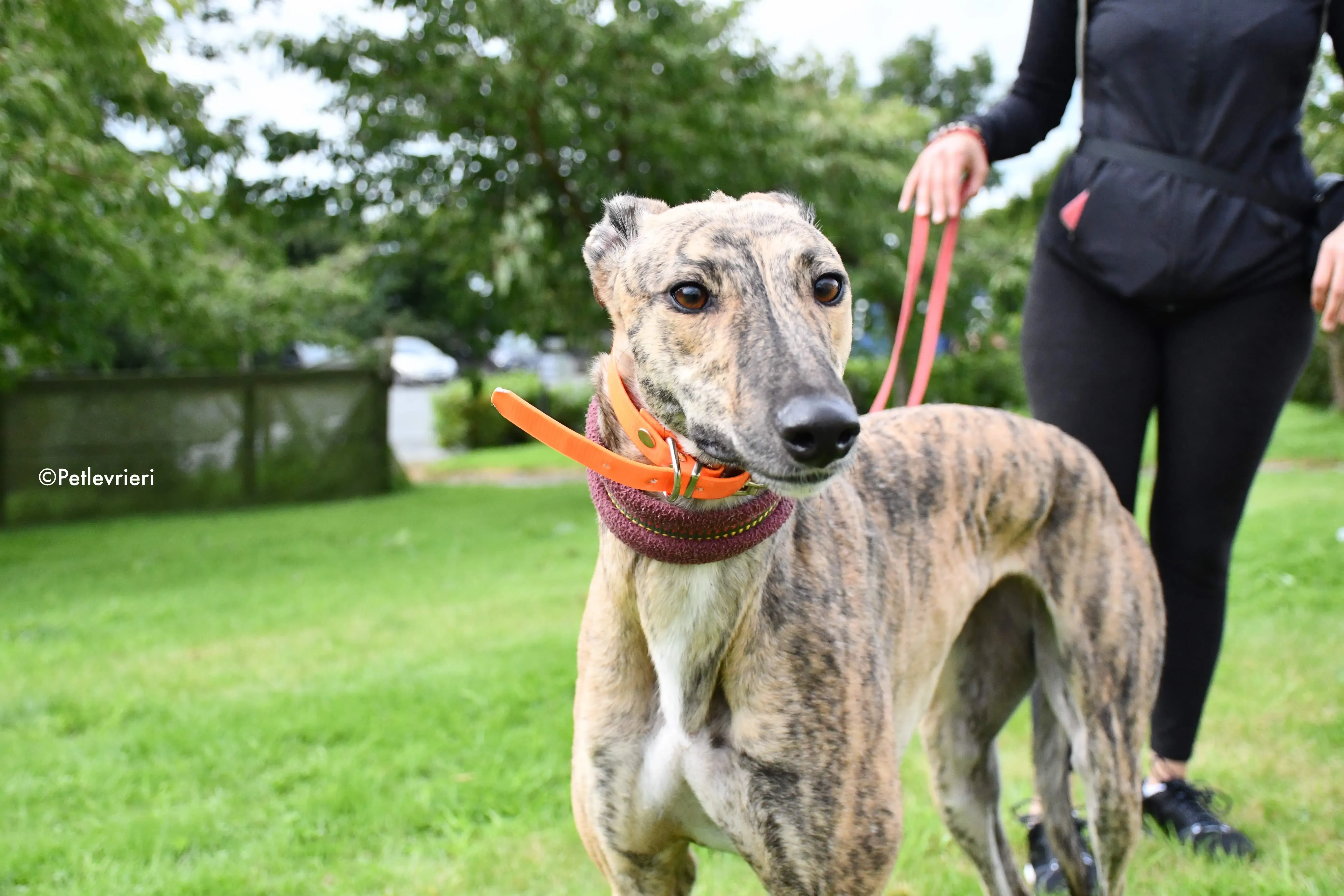 bay adozione levrieri greyhound 2