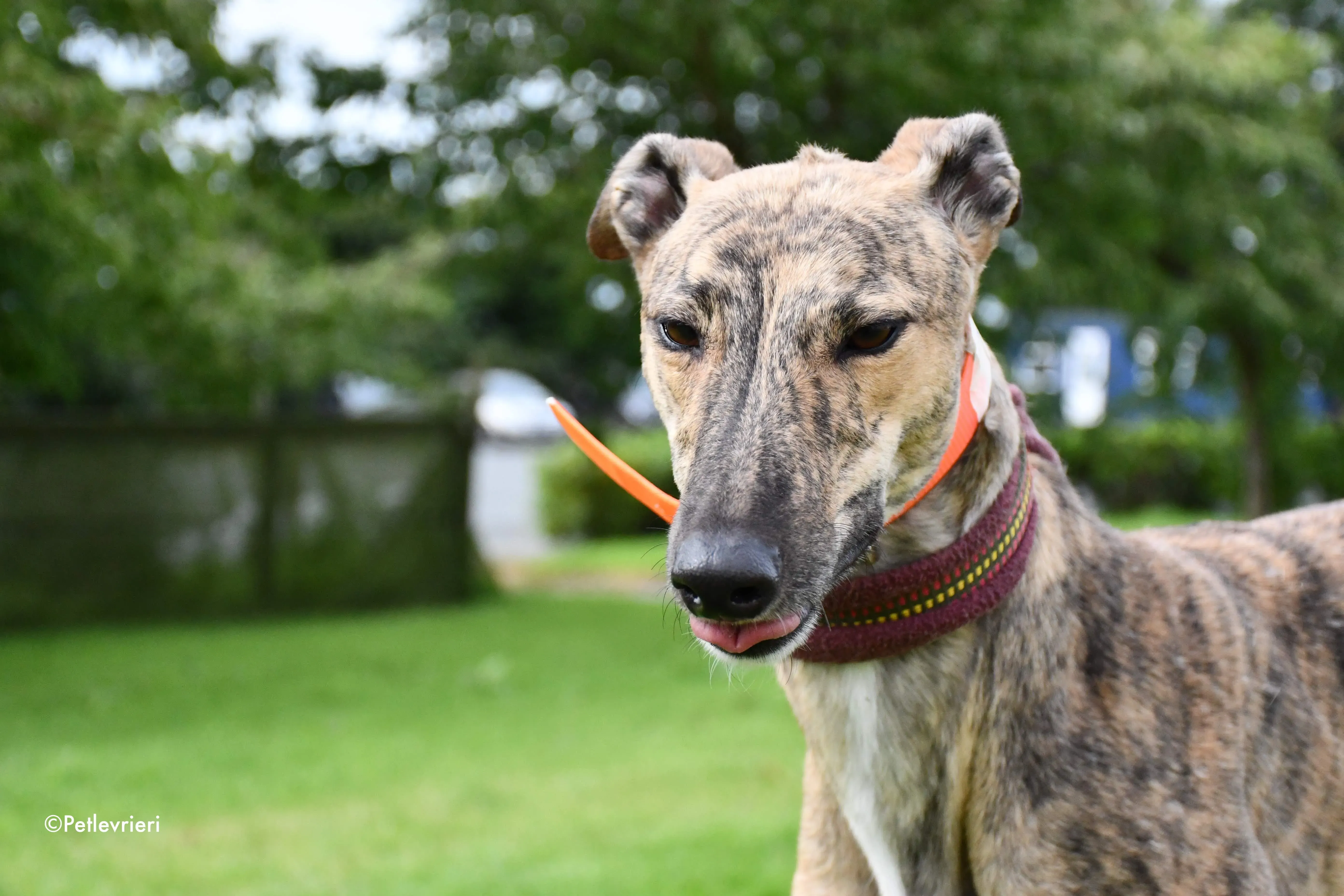 bay adozione levrieri greyhound 3