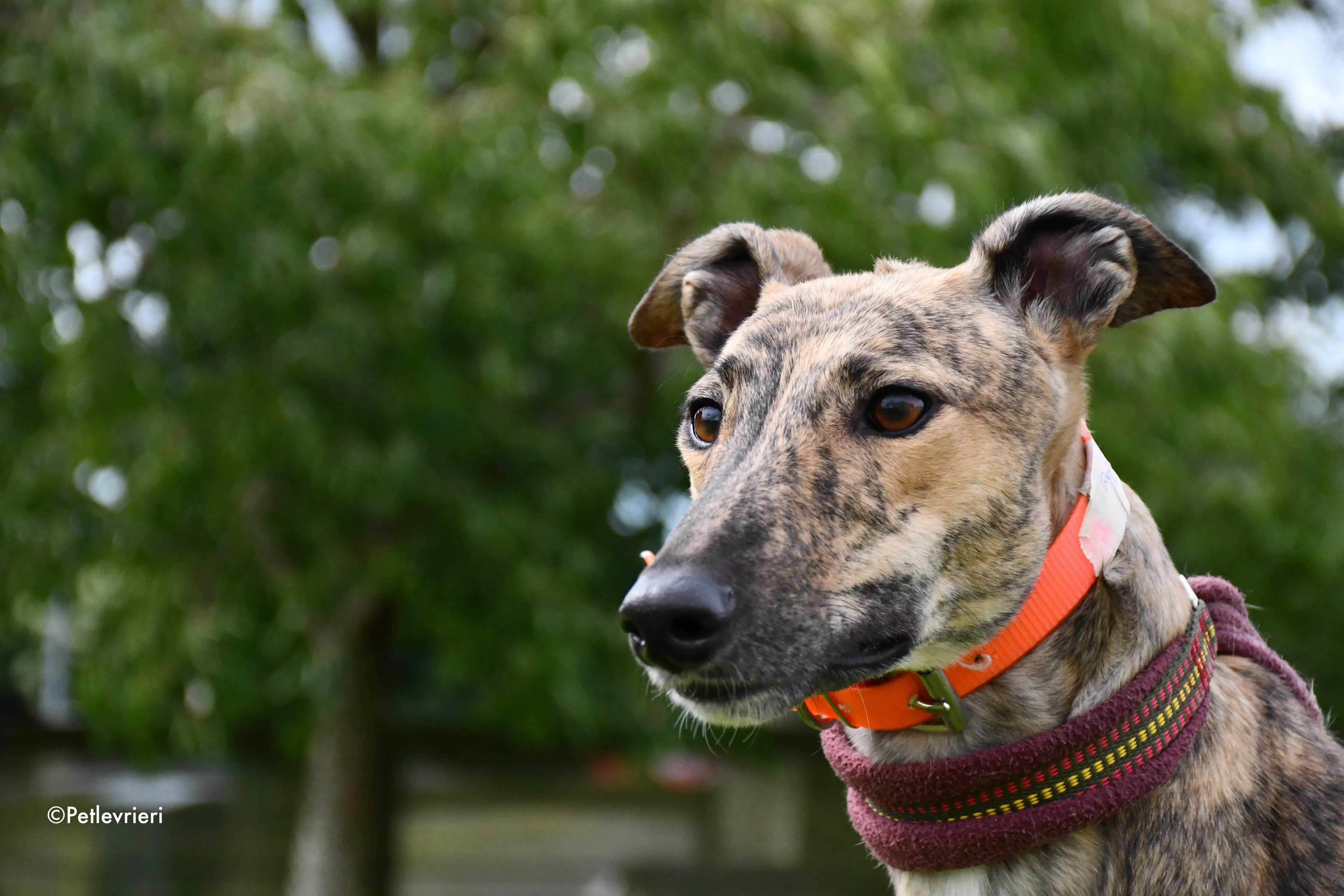 bay adozione levrieri greyhound 4