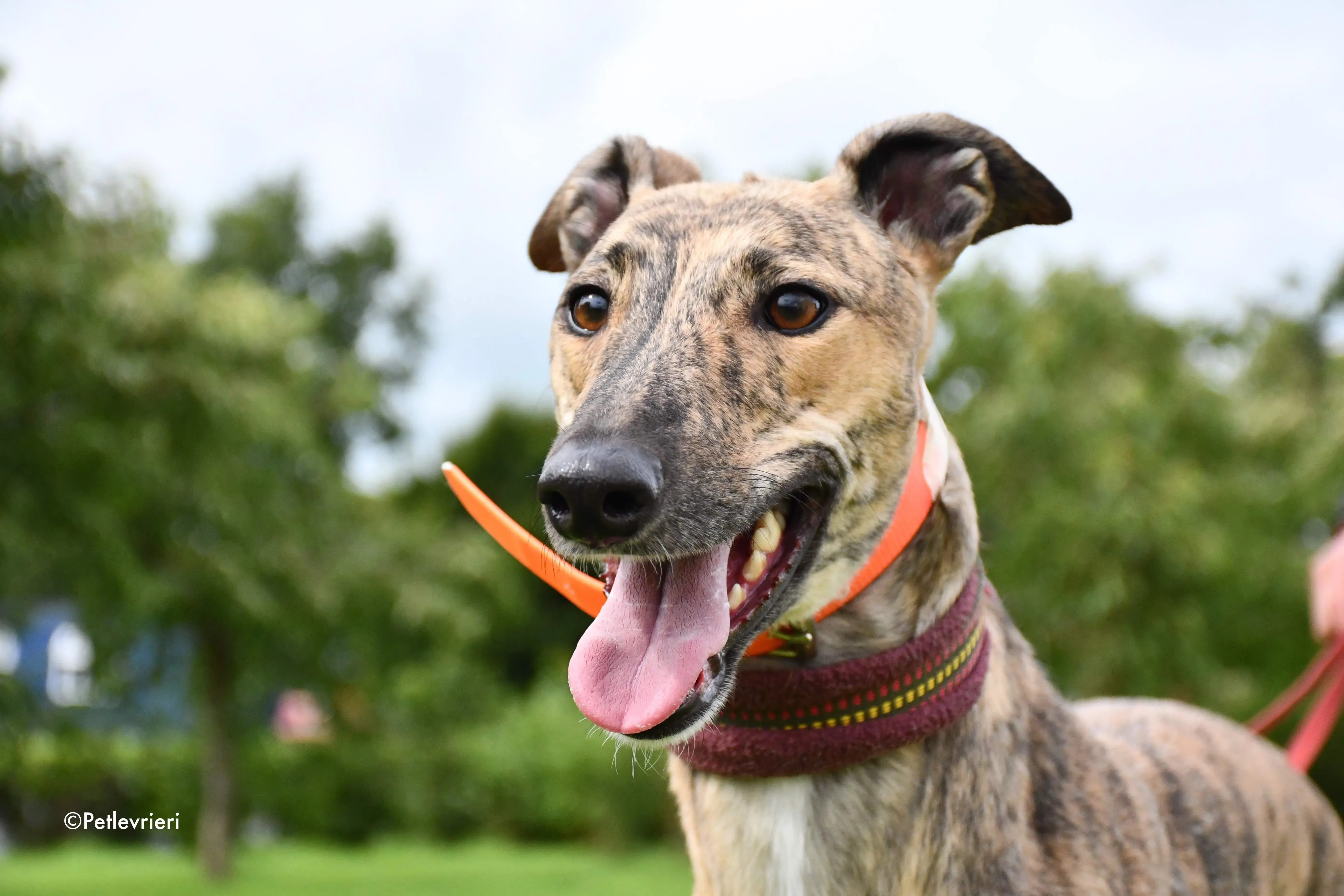 bay adozione levrieri greyhound 5