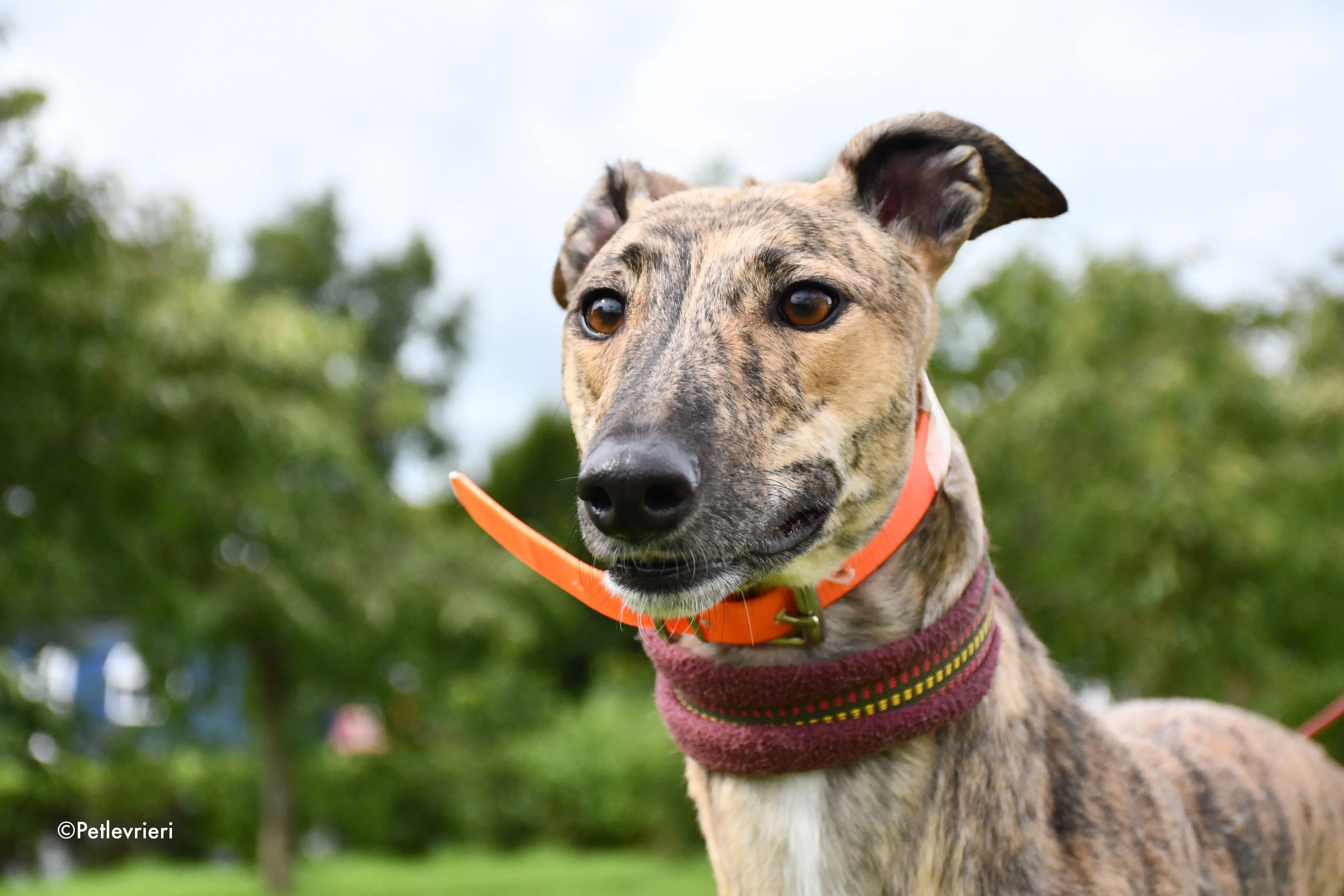 bay adozione levrieri greyhound 6