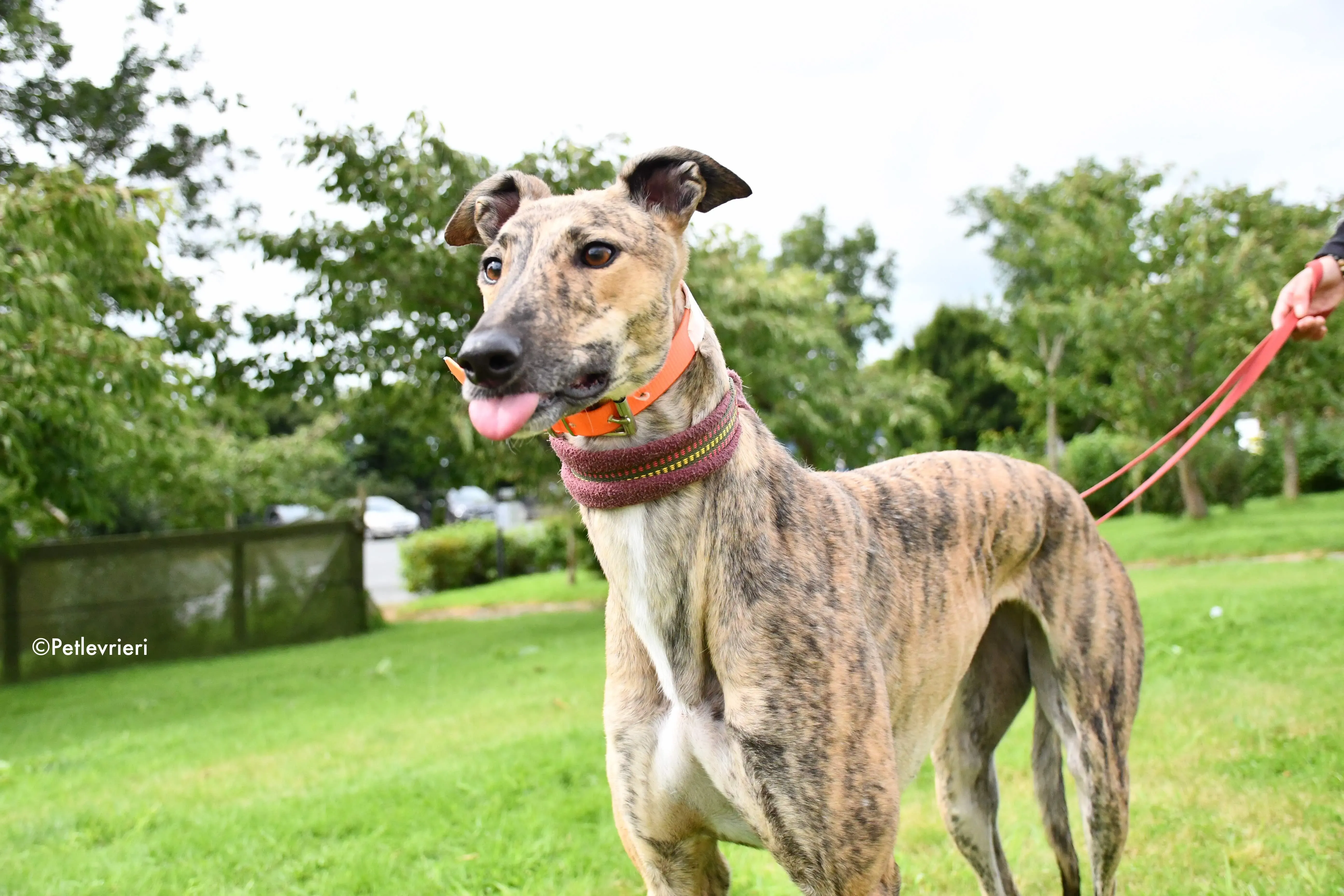 bay adozione levrieri greyhound 7