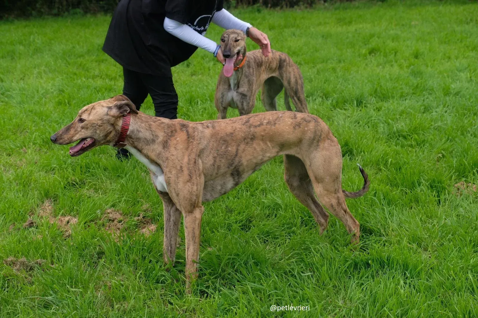 bay lady adozione greyhound 1