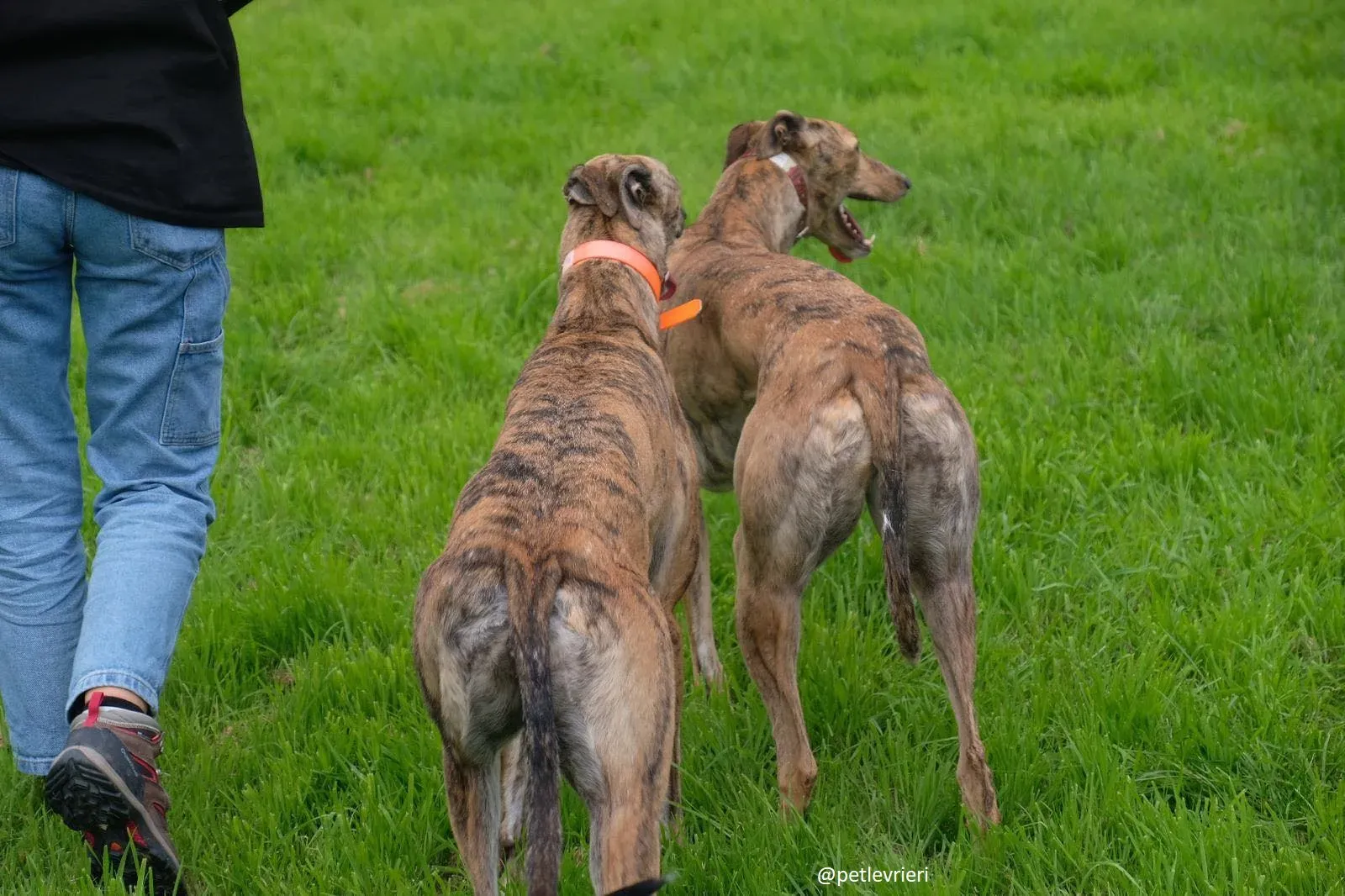 bay lady adozione greyhound 2