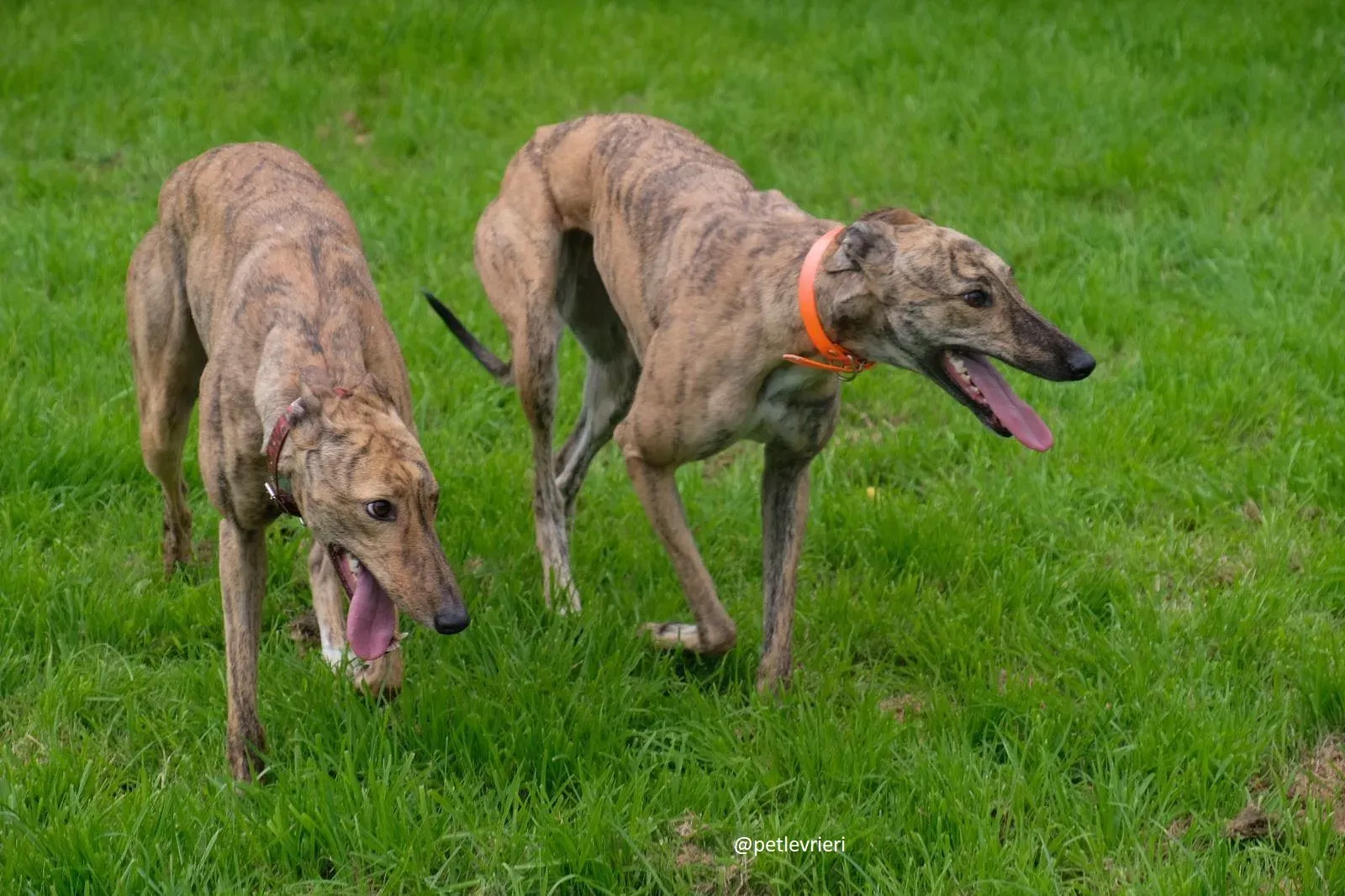 bay lady adozione greyhound 3