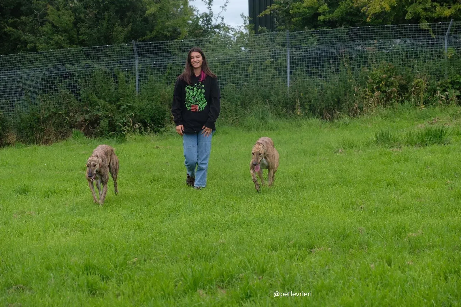 bay lady adozione greyhound