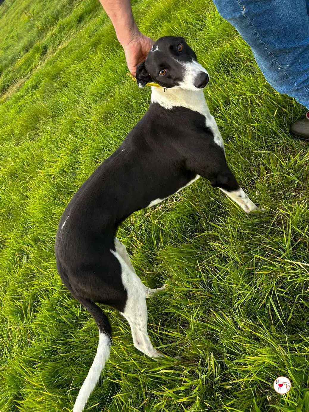 beauty grey adozione 01