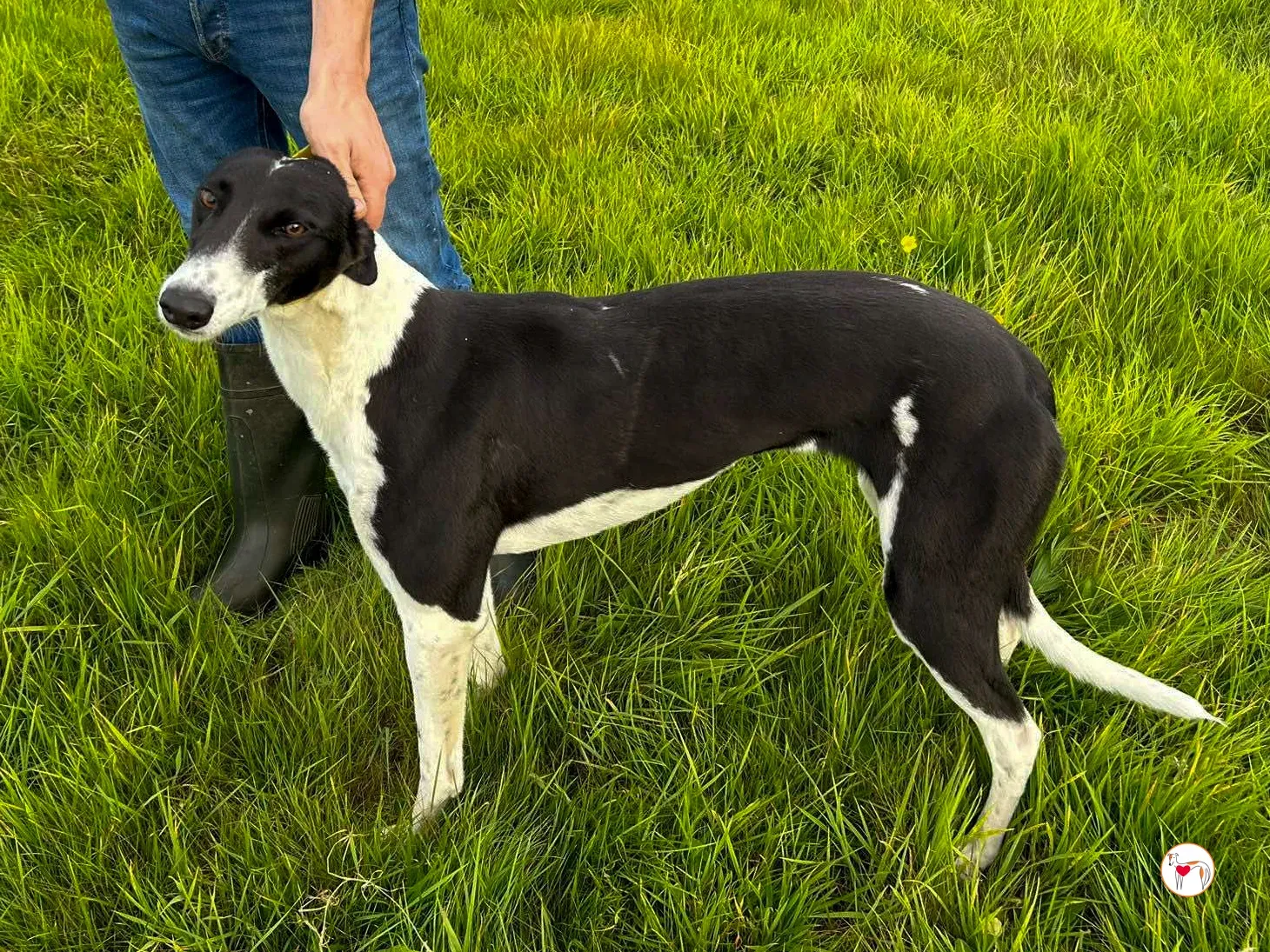 beauty grey adozione 02