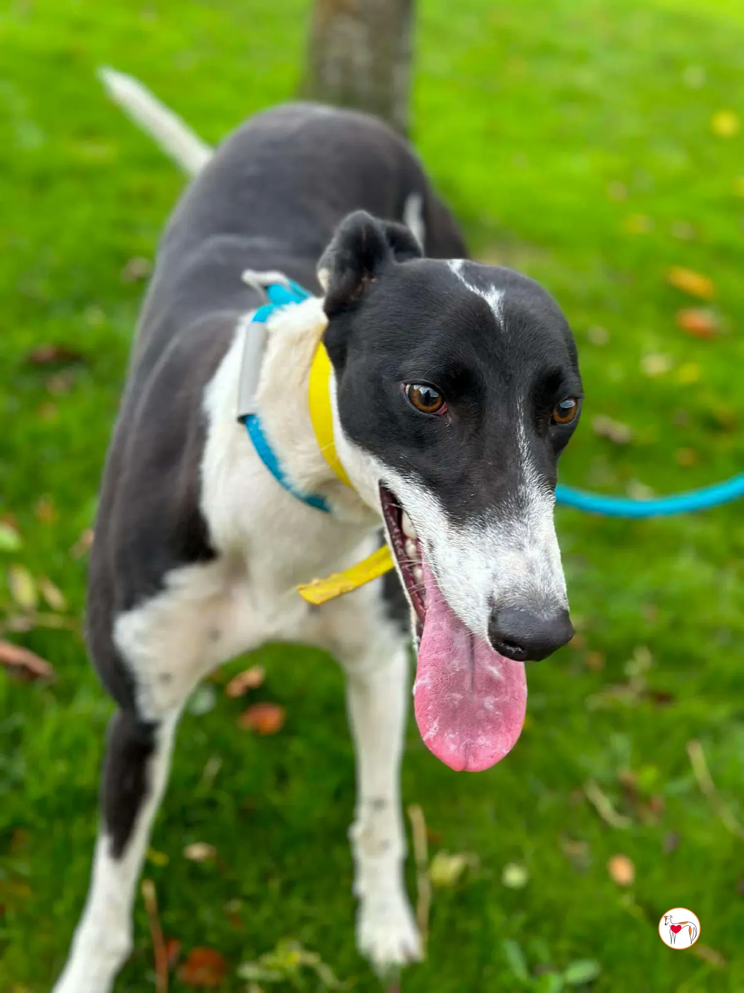 beauty grey adozione 03