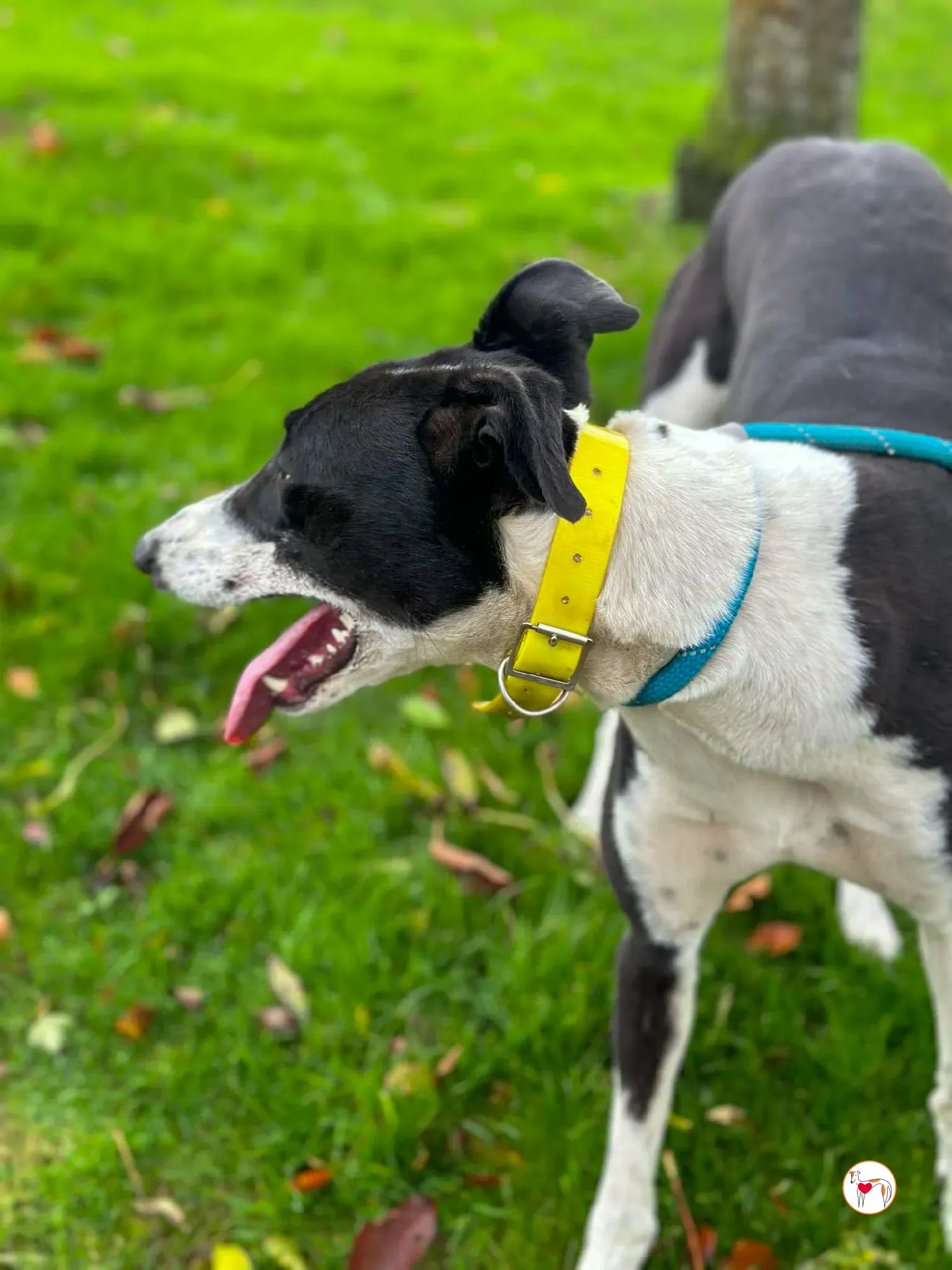 beauty grey adozione 04