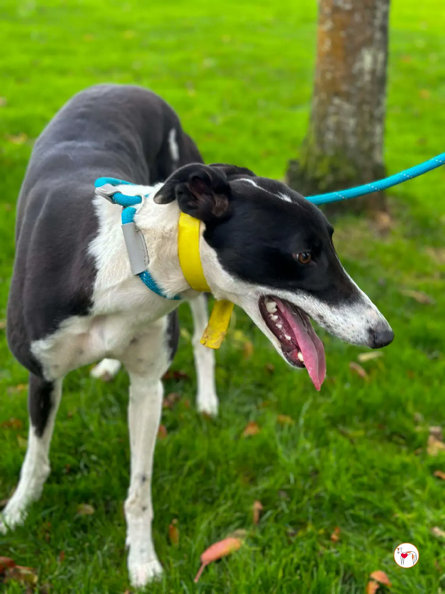 beauty grey adozione 05