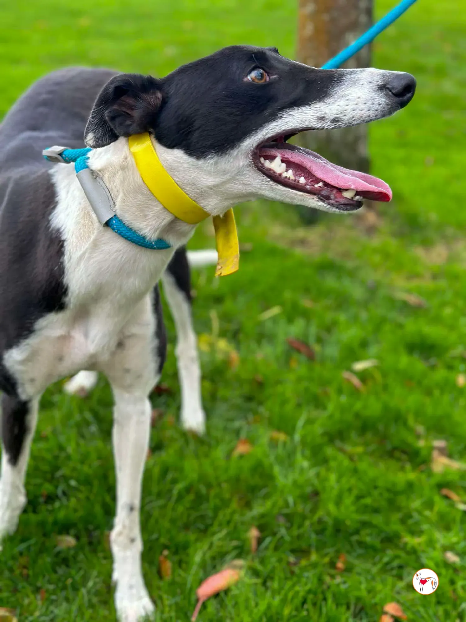 beauty grey adozione 06