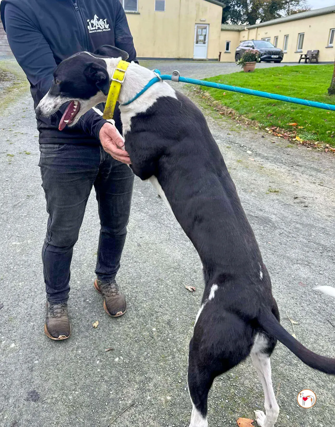 beauty grey adozione 07