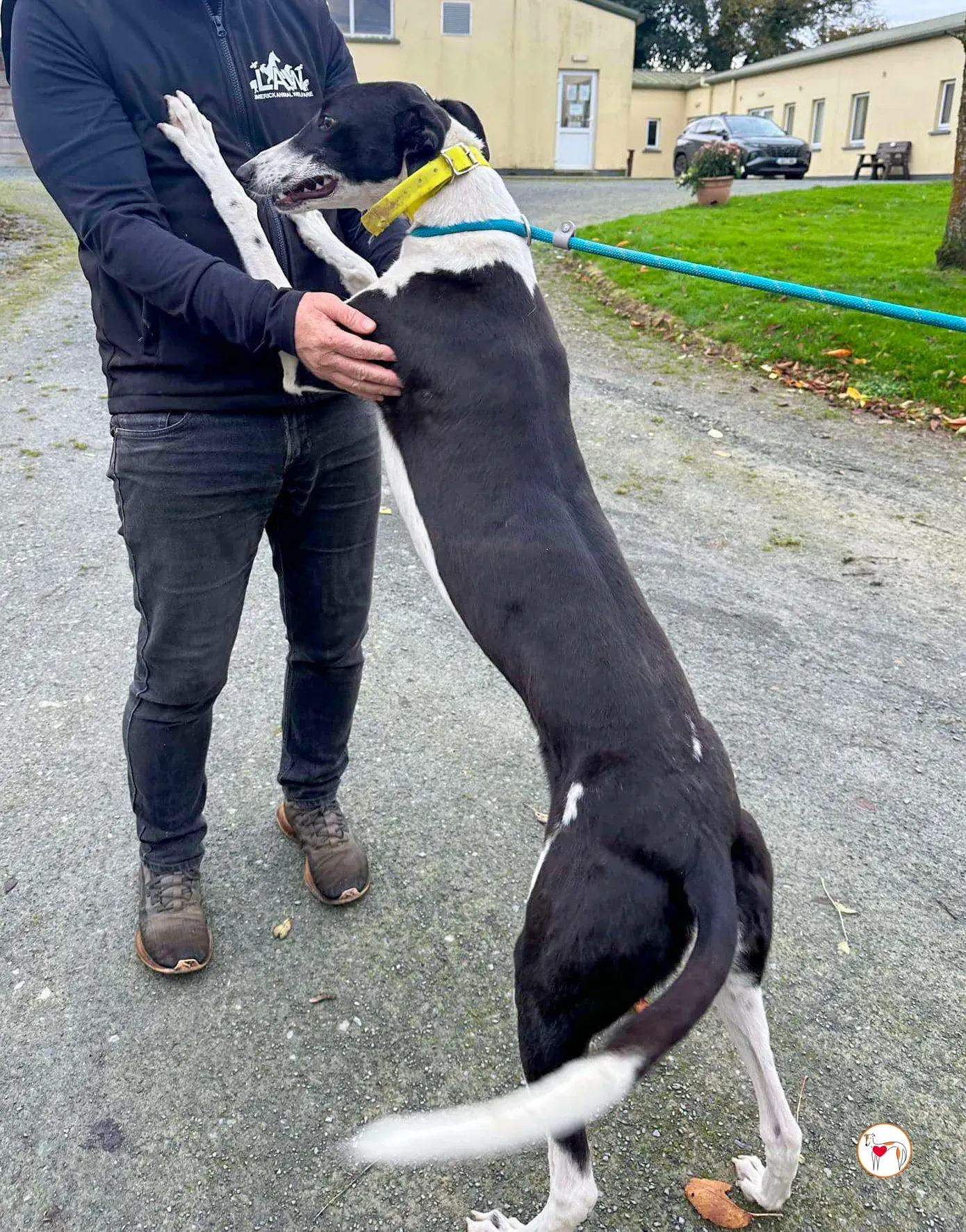 beauty grey adozione 08