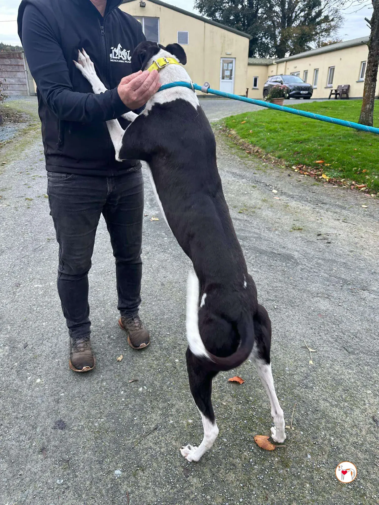 beauty grey adozione 09