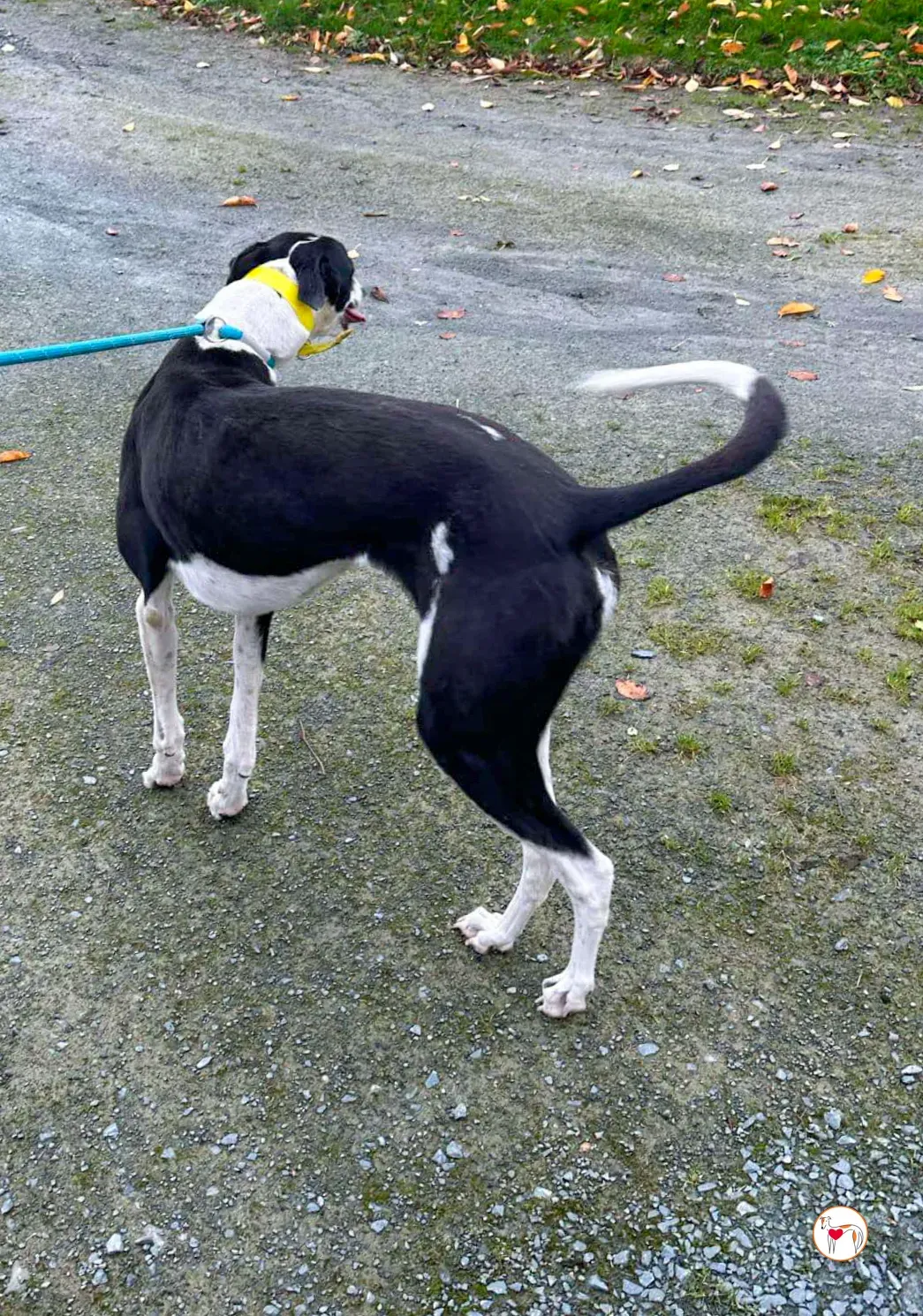 beauty grey adozione 10