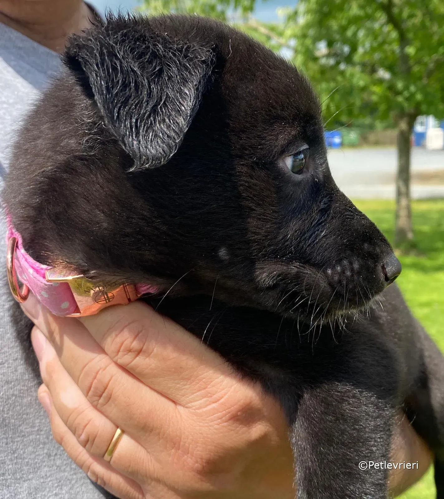 bella adozione greyhound petlevrieri 01 2