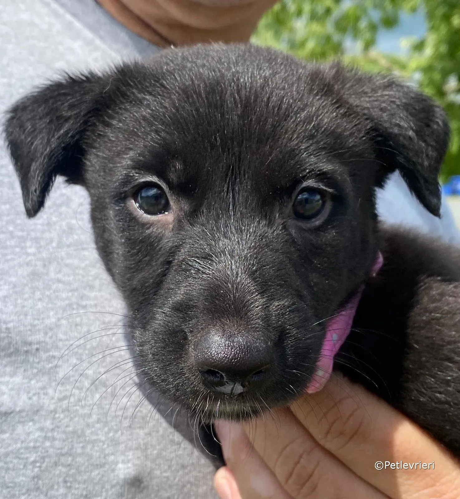 bella adozione greyhound petlevrieri 02 1