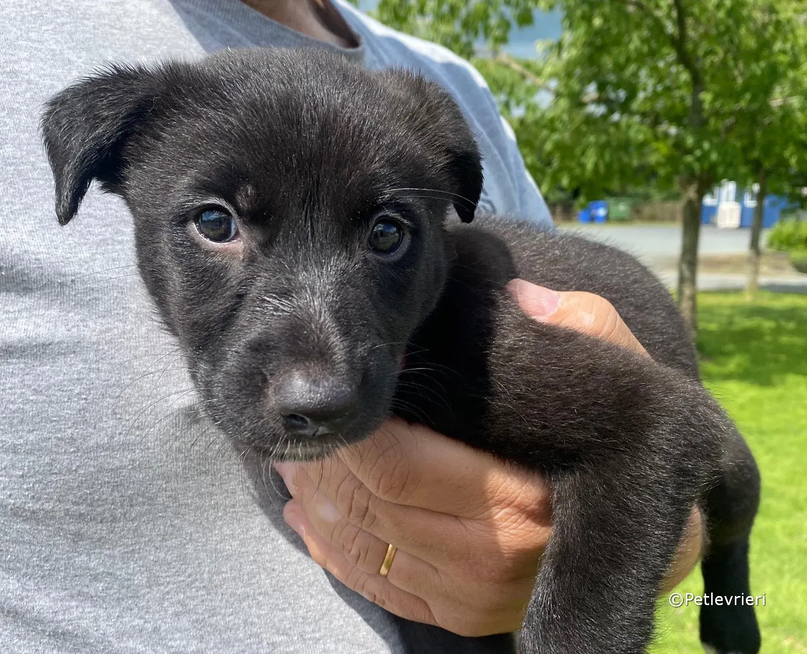 bella adozione greyhound petlevrieri 03 1