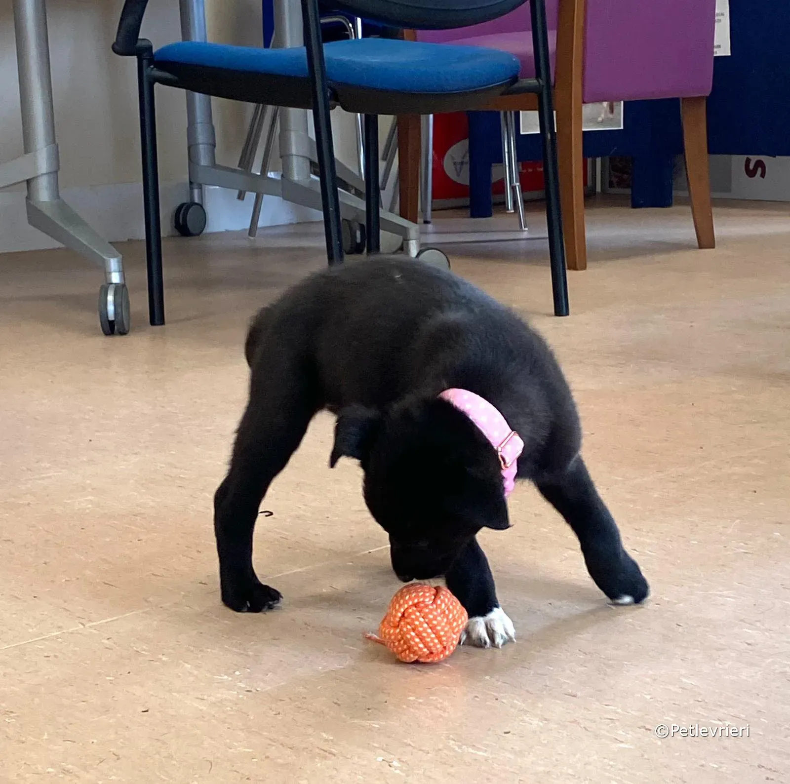 bella adozione greyhound petlevrieri 04 2