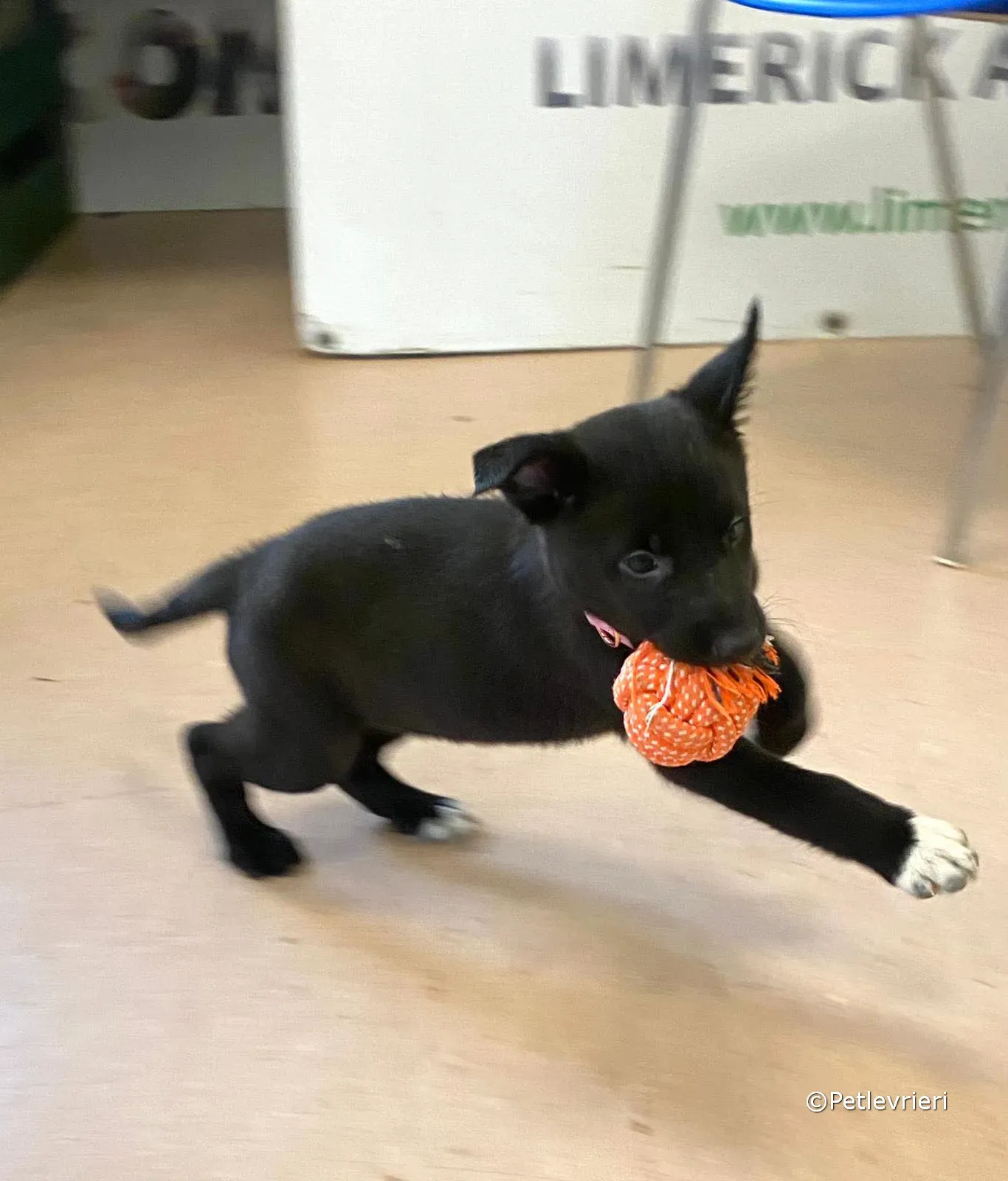 bella adozione greyhound petlevrieri 05 2