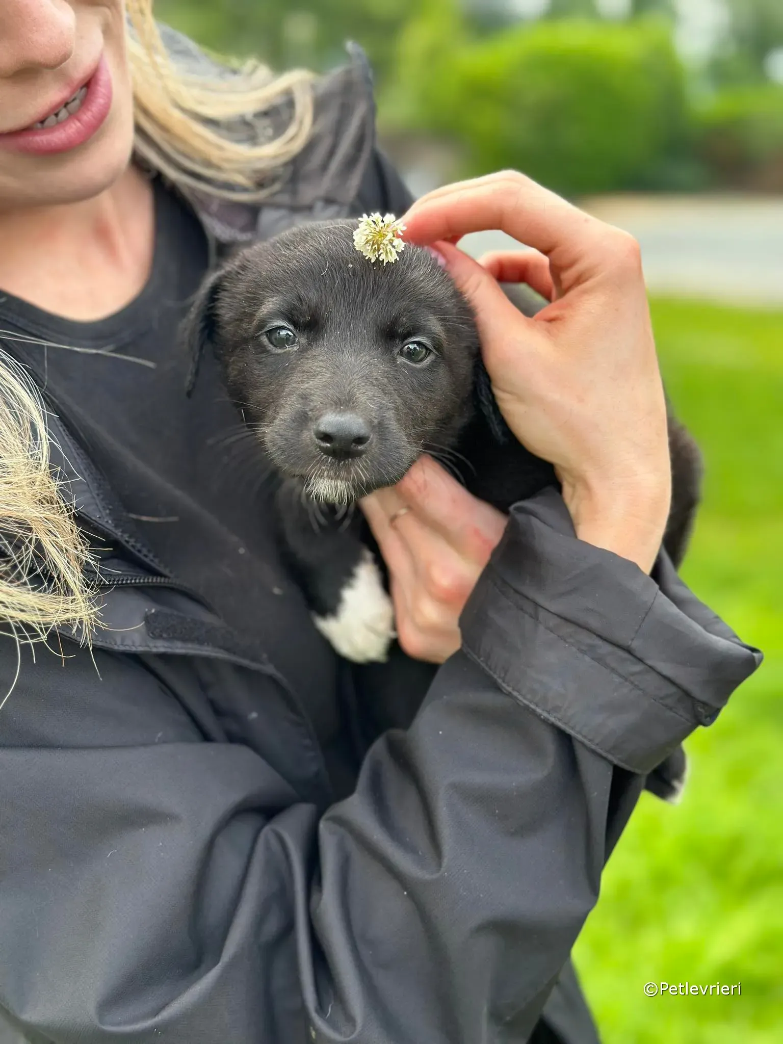 bella adozione greyhound petlevrieri 05