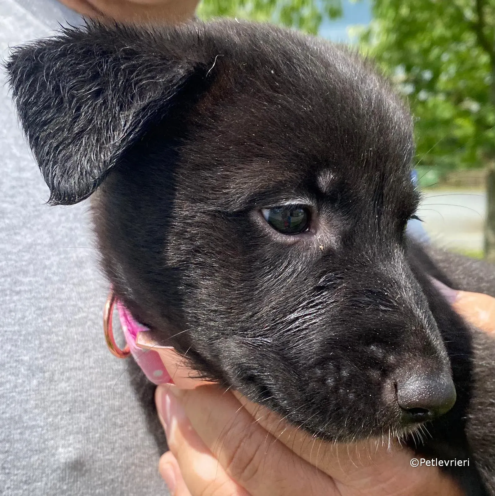 bella adozione greyhound petlevrieri 06 1