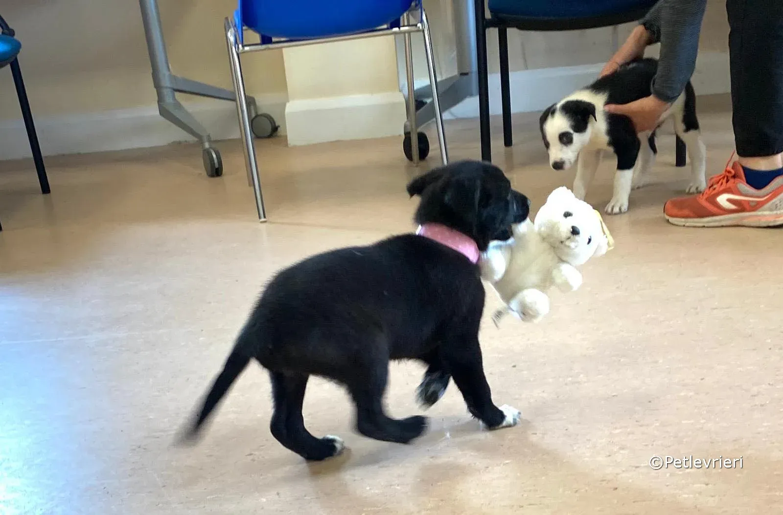 bella adozione greyhound petlevrieri 07 2