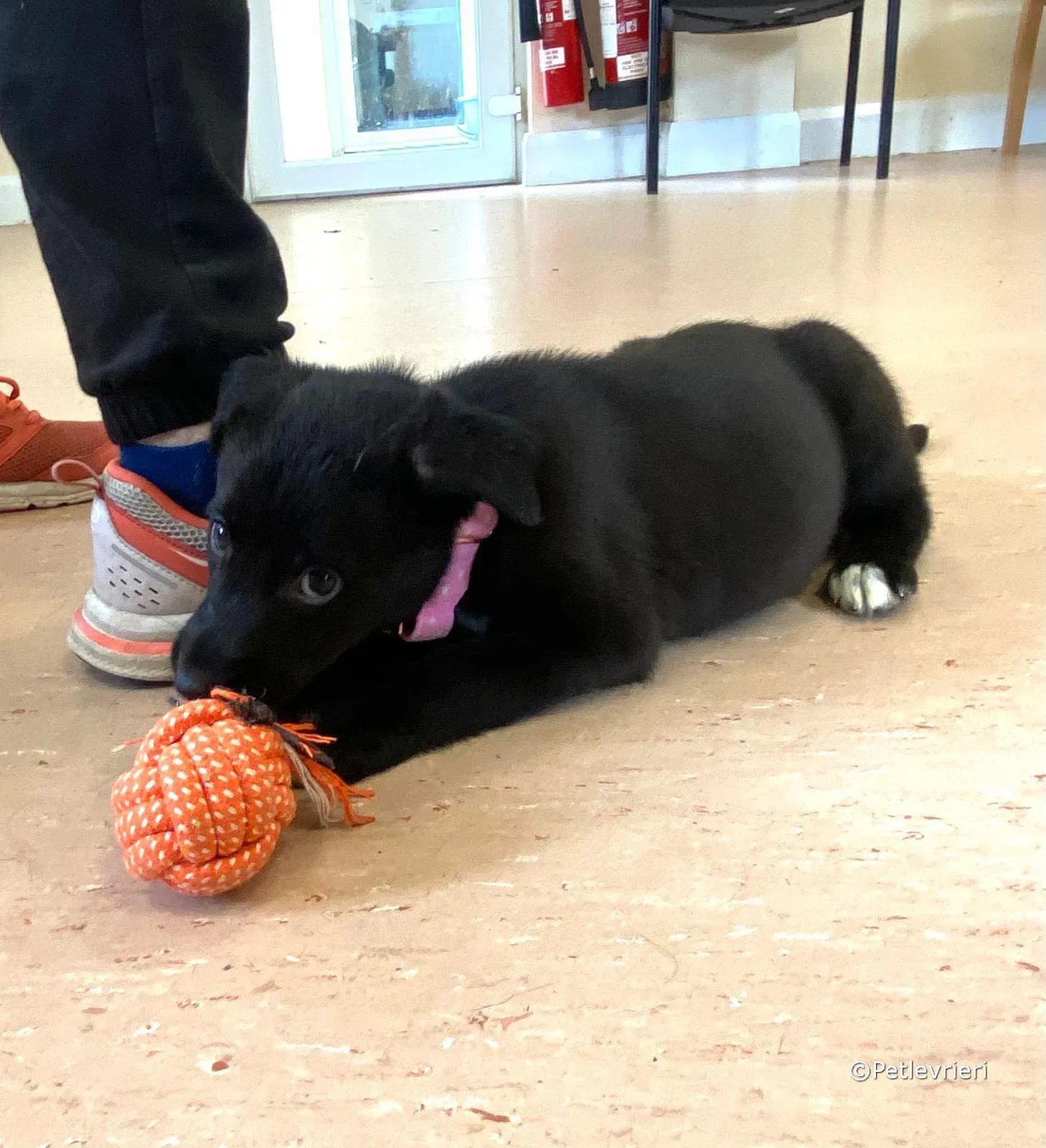 bella adozione greyhound petlevrieri 08 1