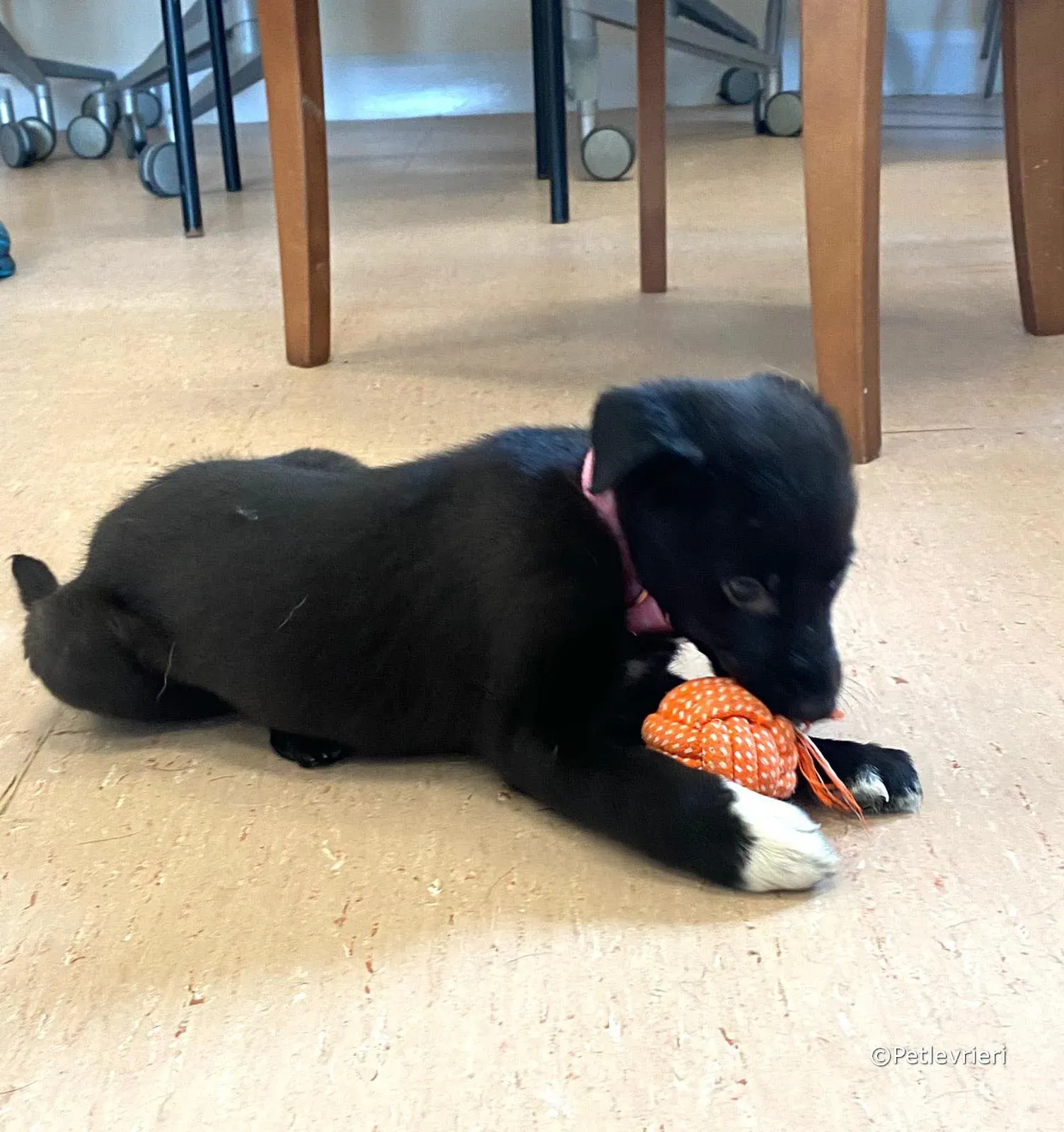 bella adozione greyhound petlevrieri 09 2