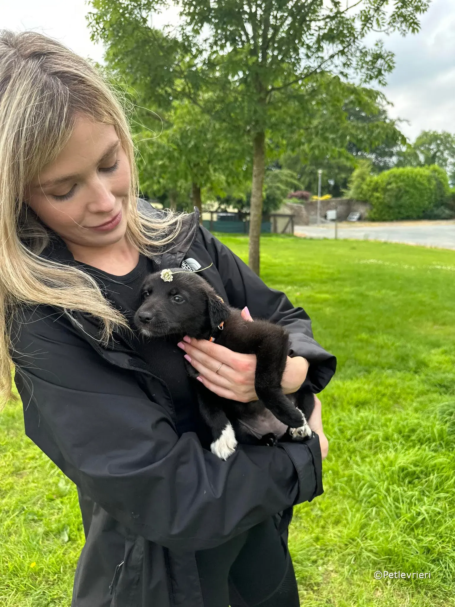 bella adozione greyhound petlevrieri 09