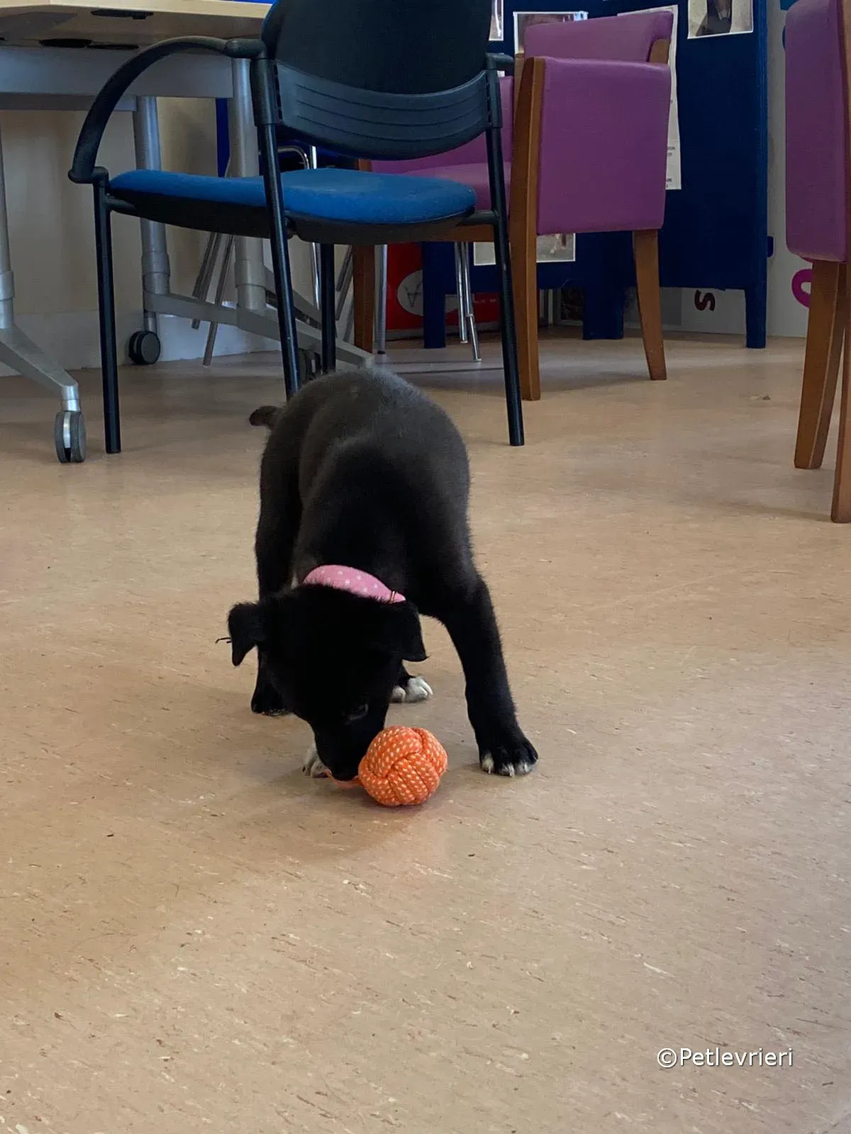 bella adozione greyhound petlevrieri 10 1