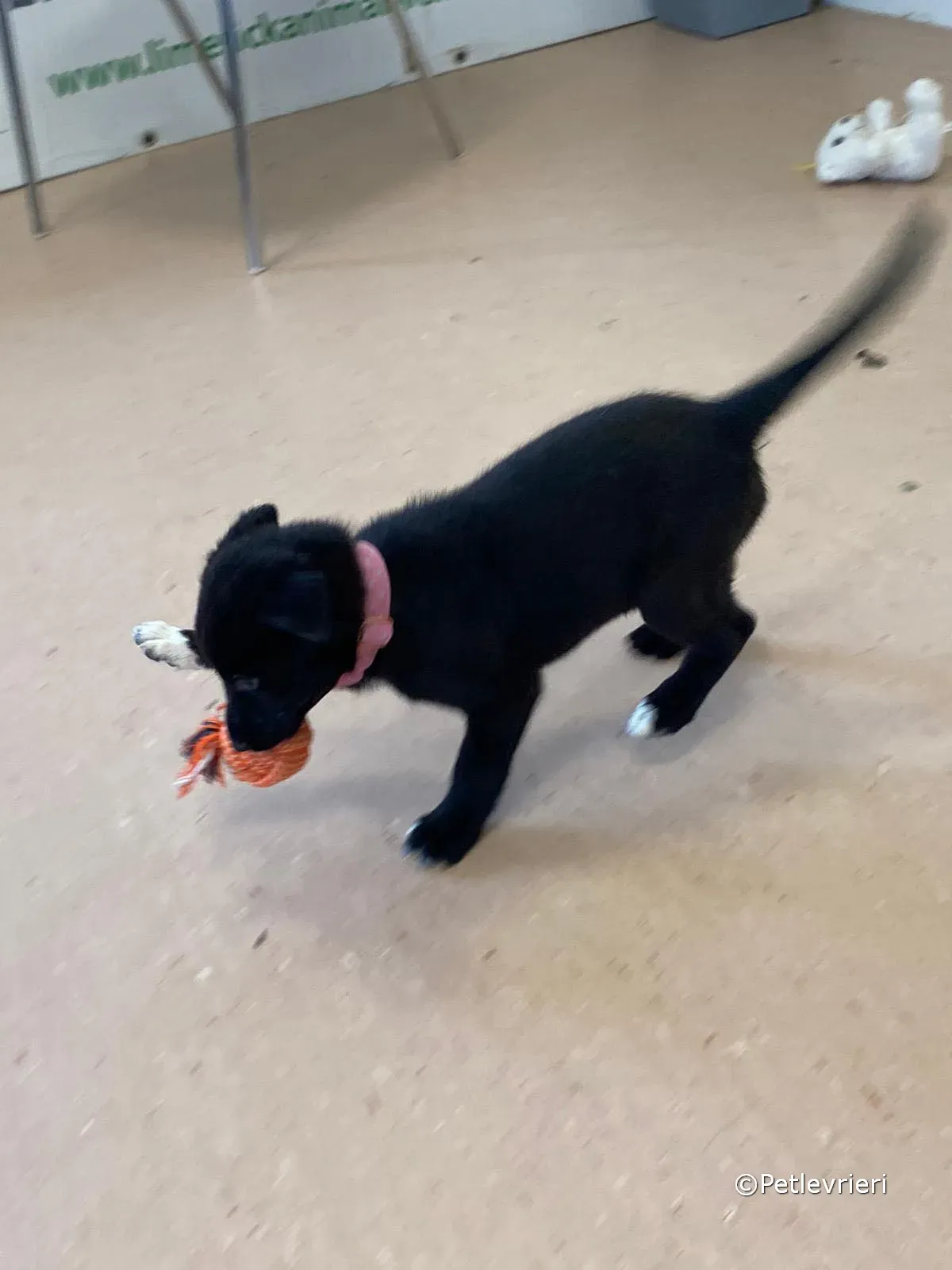 bella adozione greyhound petlevrieri 11 3