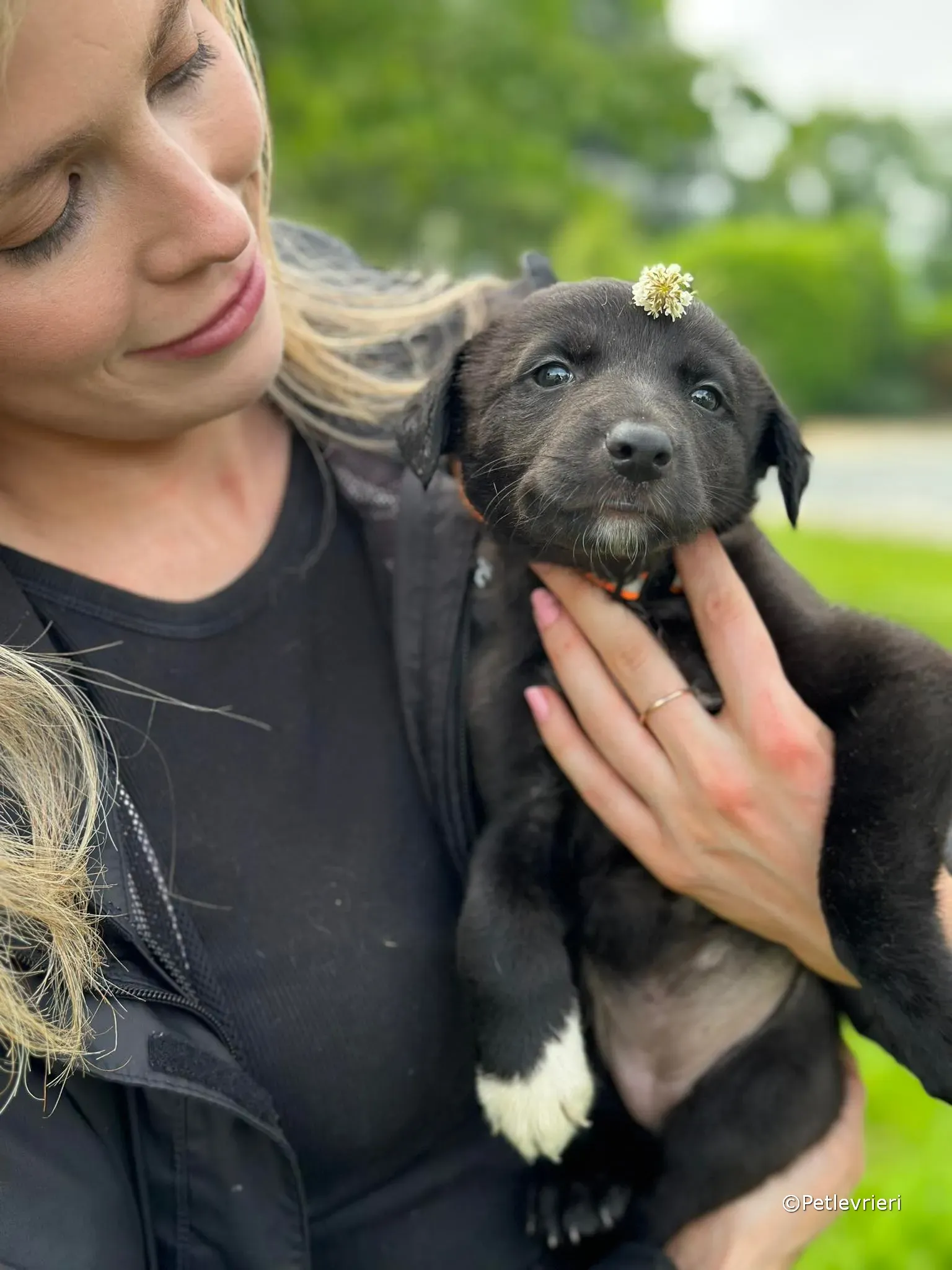 bella adozione greyhound petlevrieri 11