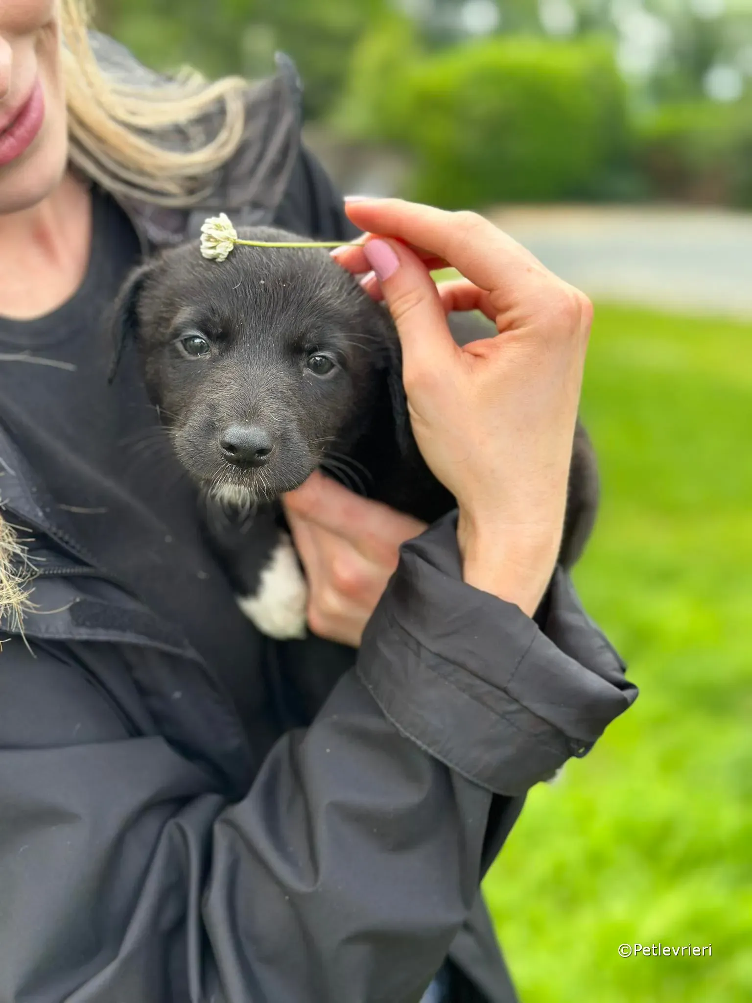 bella adozione greyhound petlevrieri 12