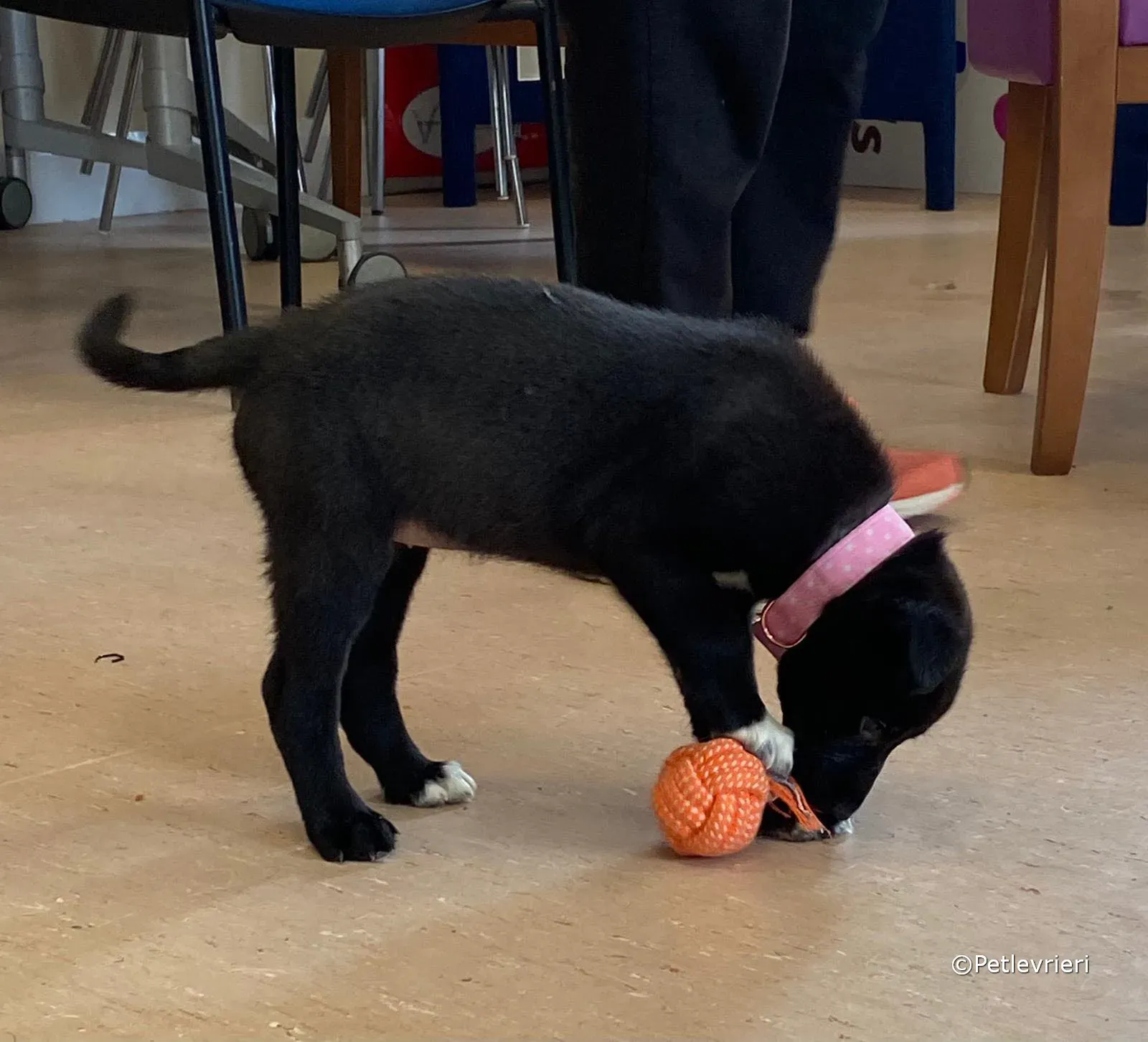 bella adozione greyhound petlevrieri 13 2