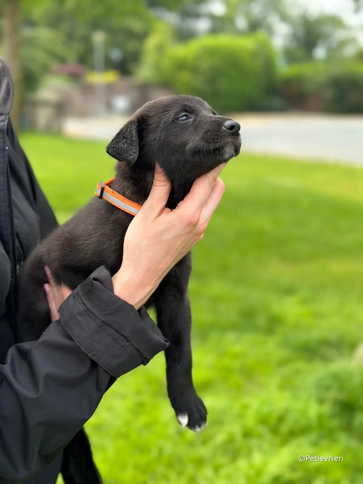 bella adozione greyhound petlevrieri 15